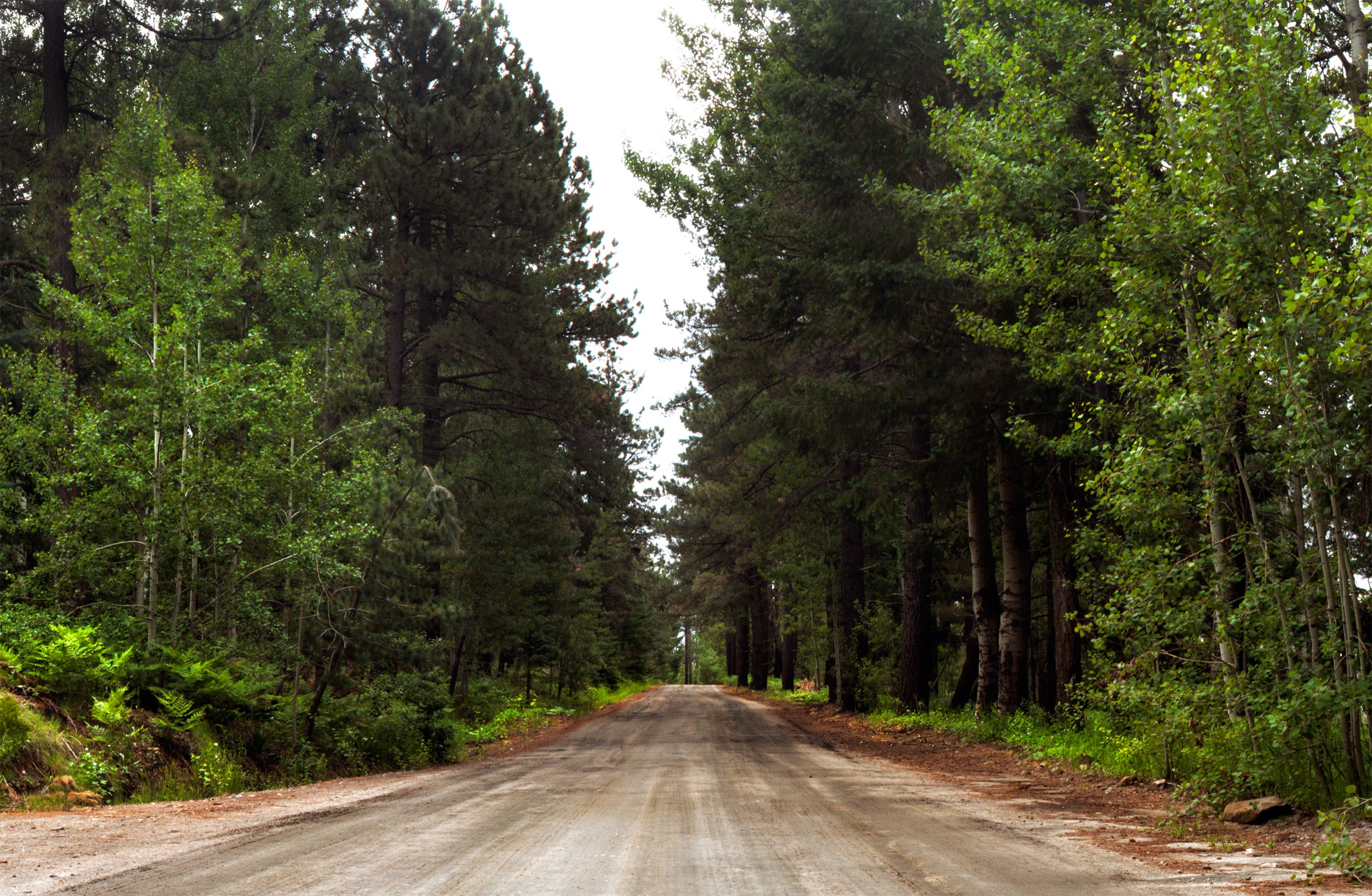 Old logging road running through mixed-conifer forest on Mount Graham