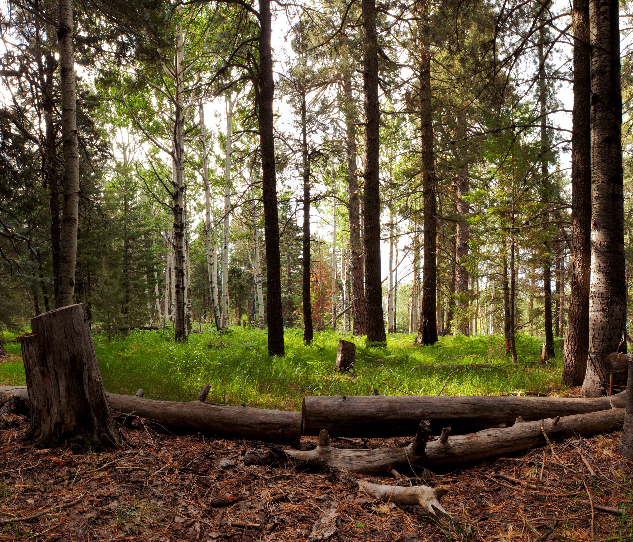 High-elevation spruce-fir forest of Mount Graham above the surrounding Arizona desert