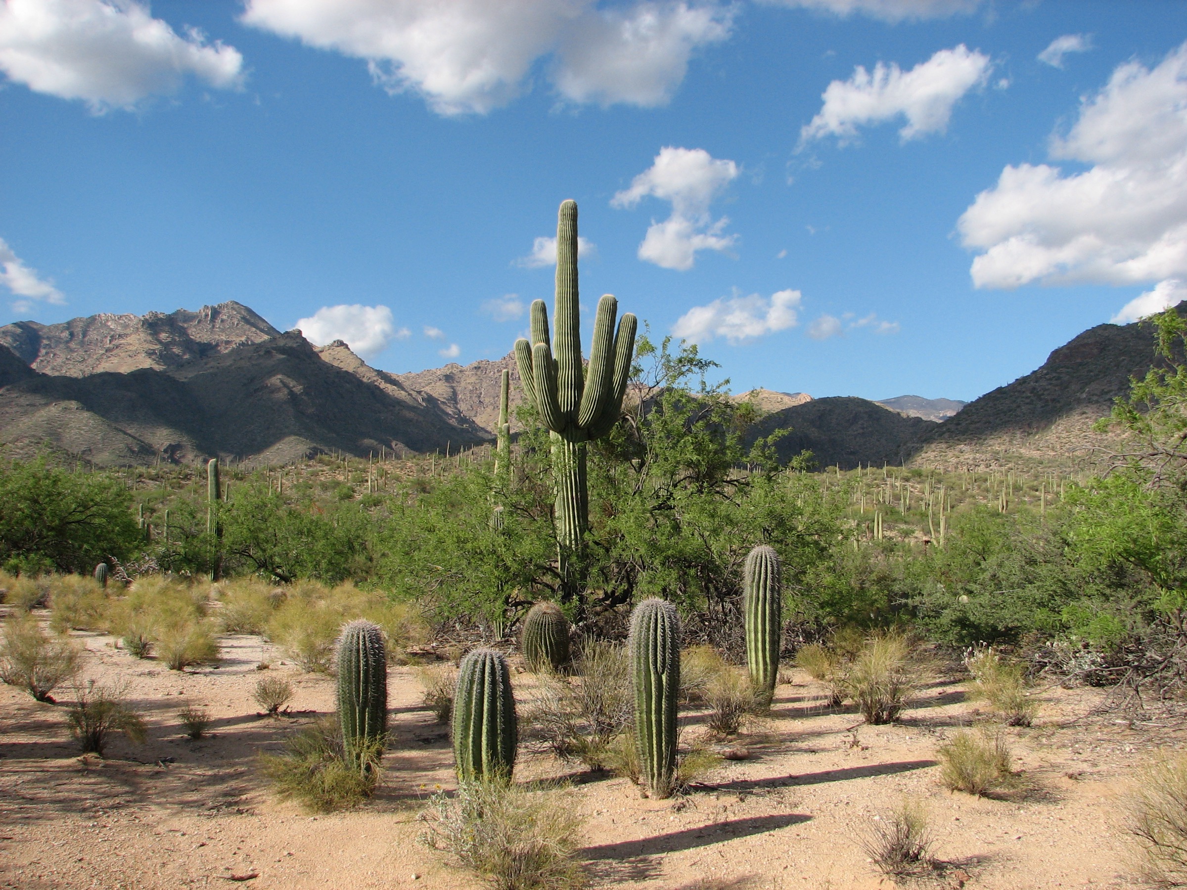 Bear Canyon Trail dans la Sabino Canyon Recreation Area, Santa Catalina Mountains, Arizona