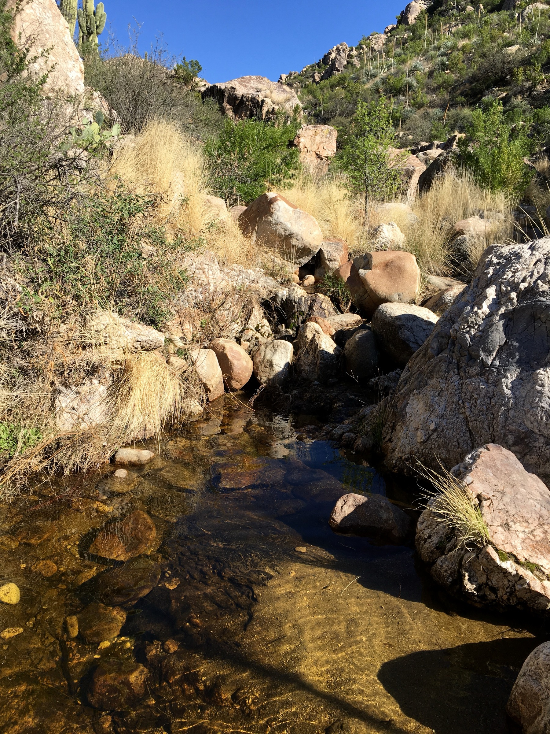Romero Pools dans Romero Canyon, Santa Catalina Mountains, Arizona