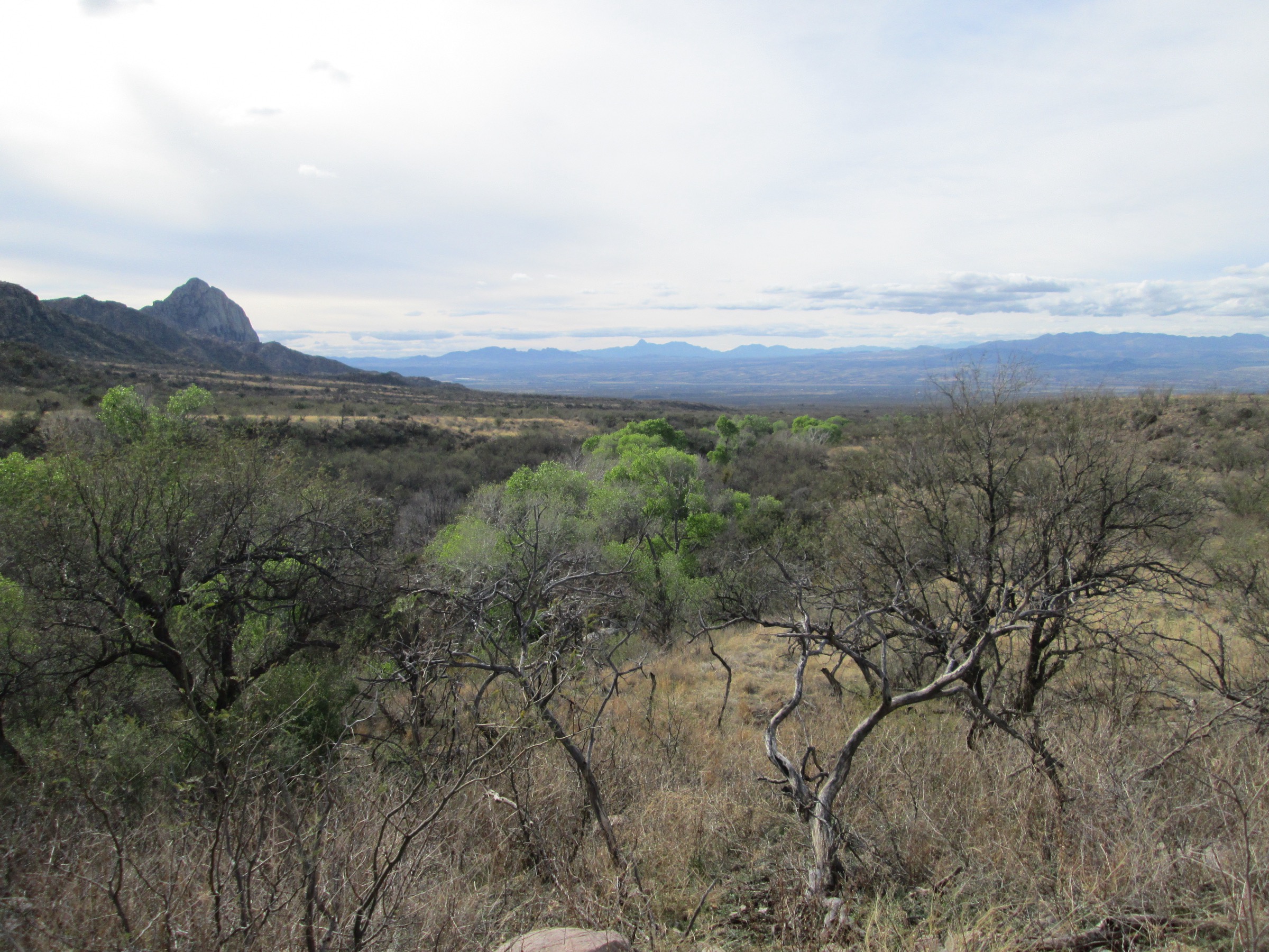 Vue depuis Madera Canyon vers Elephant Head, contreforts occidentaux des Santa Rita