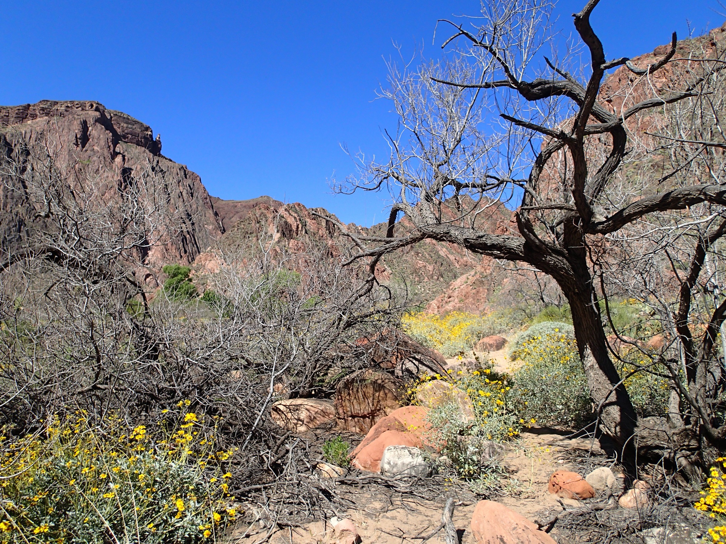 Lacets entrant dans le canyon sur le North Kaibab Trail, Grand Canyon National Park