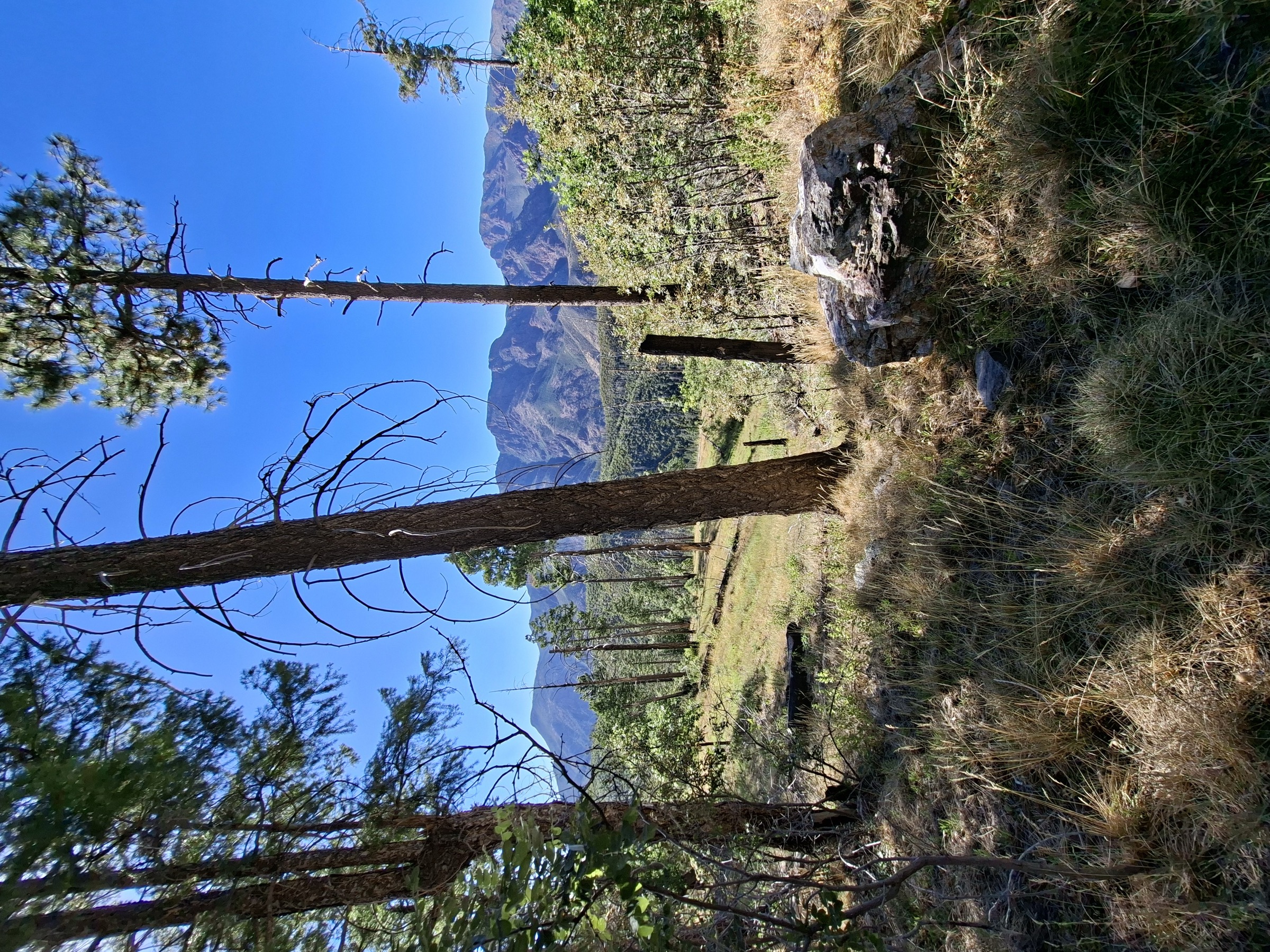 Forêt de pins et de chênes près du Gold Ridge Trail et de la Forest Road 201, Tonto National Forest
