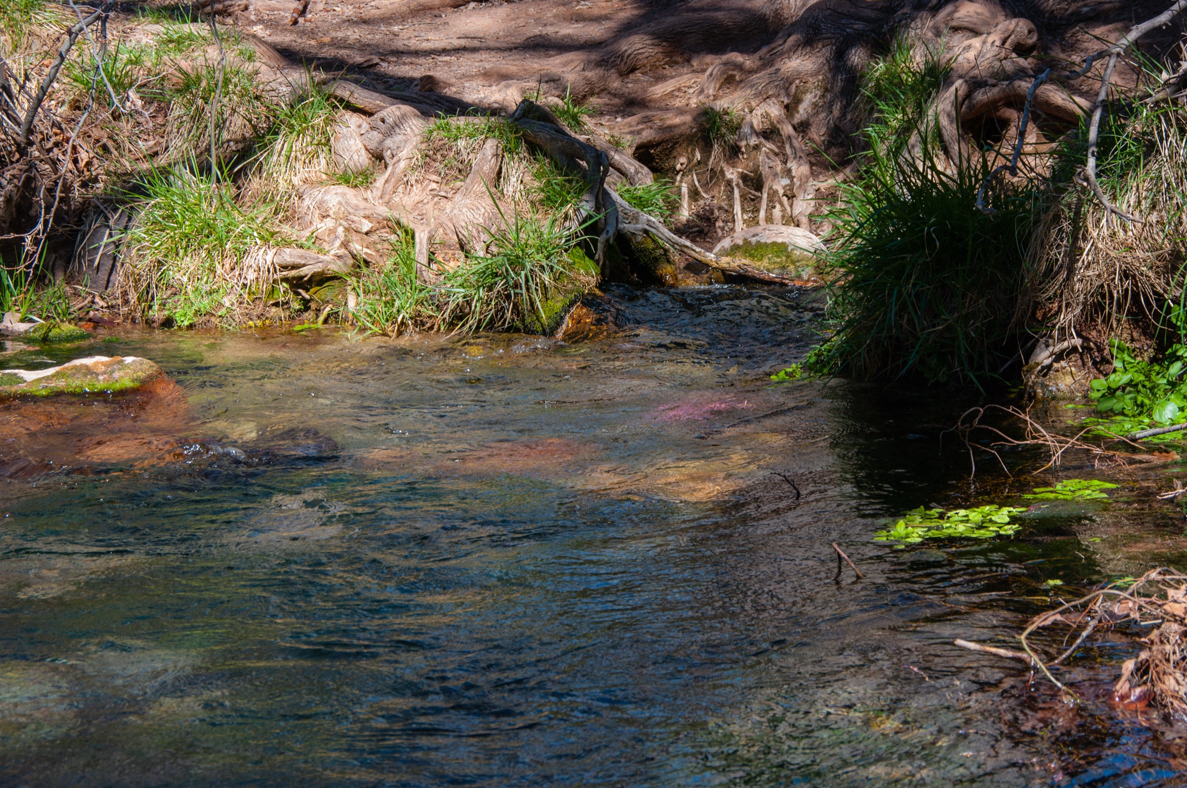 Fossil Springs sur la rivière Wild and Scenic Fossil Creek sous le Mogollon Rim