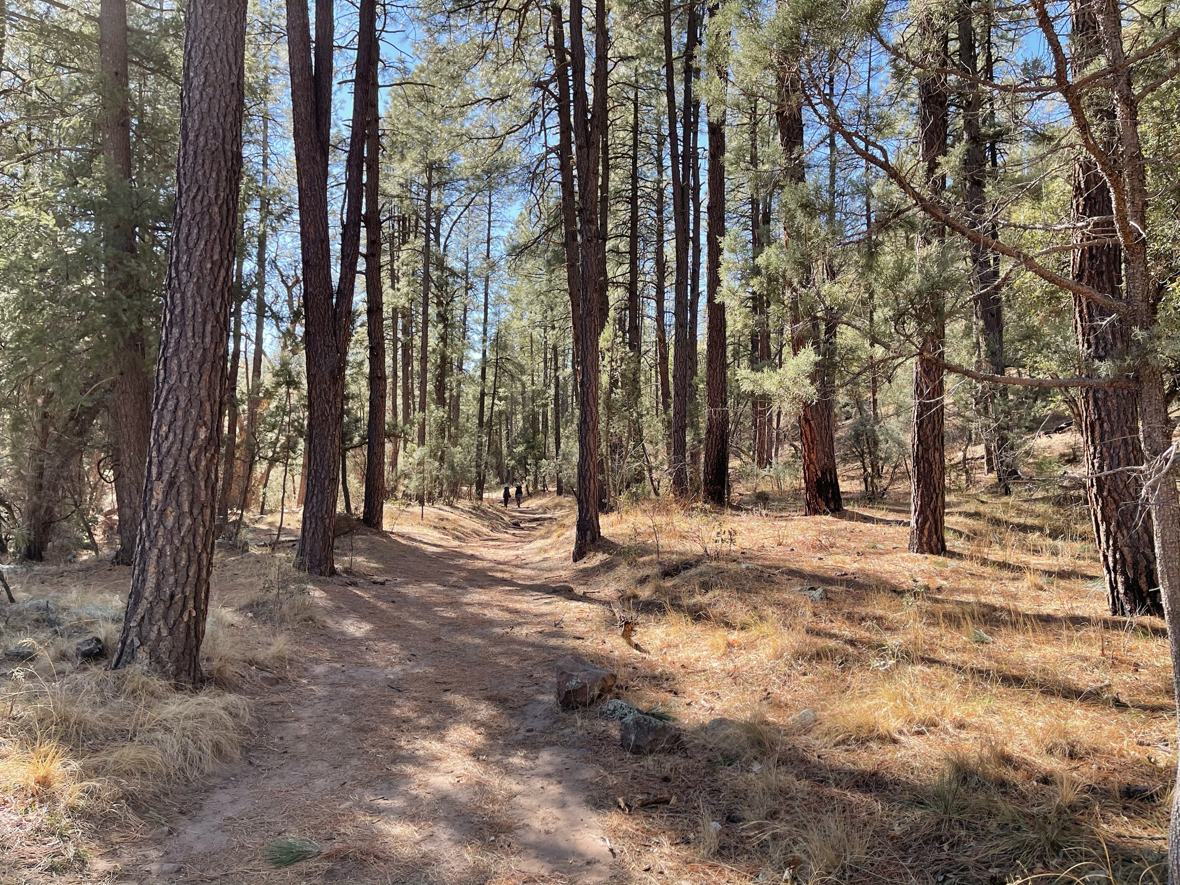 Horton Creek Trail traversant une forêt de pins ponderosa d'Arizona sous le Mogollon Rim