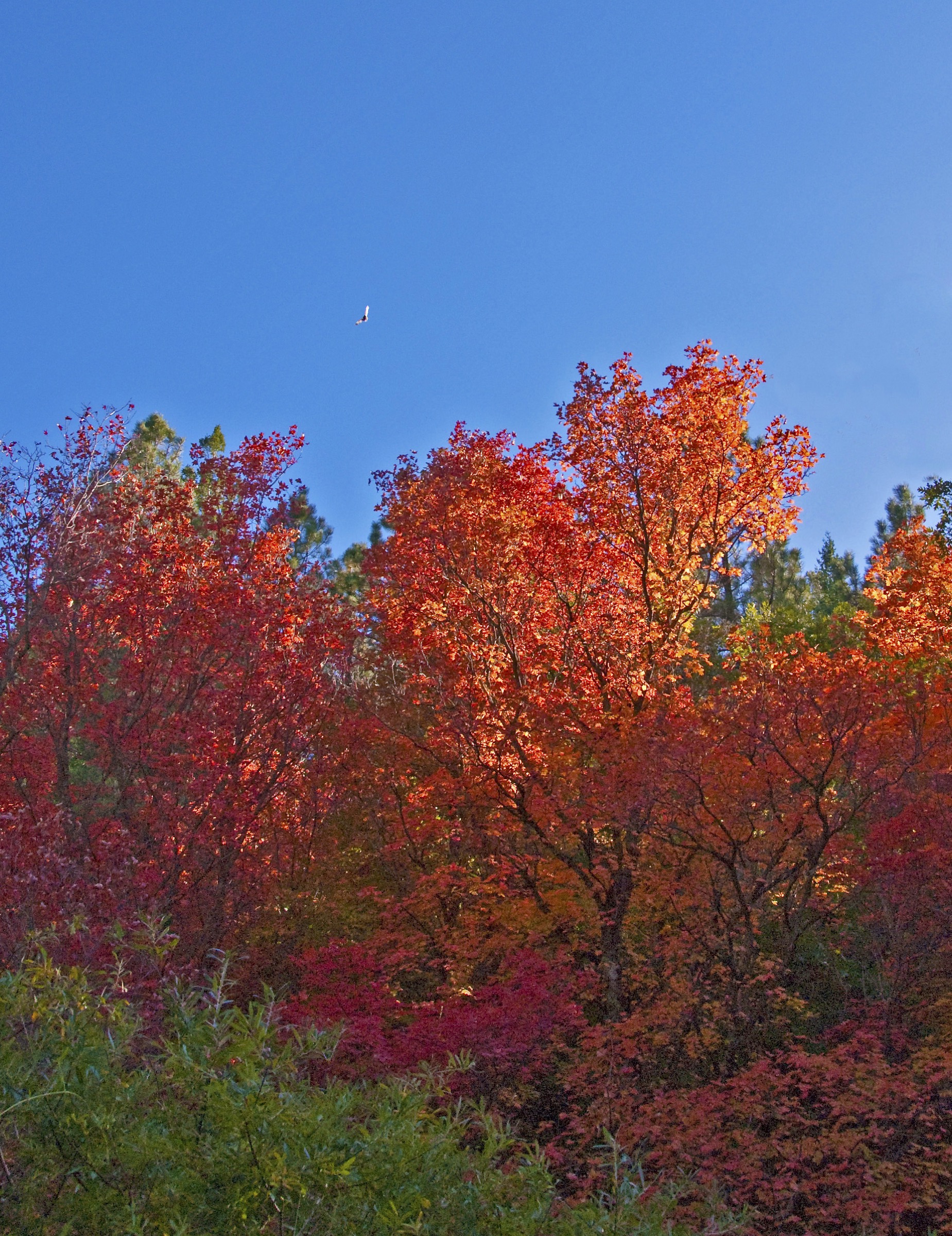 Érables à grandes dents aux couleurs d'automne dans Fourth of July Canyon, Manzano Mountains, Nouveau-Mexique