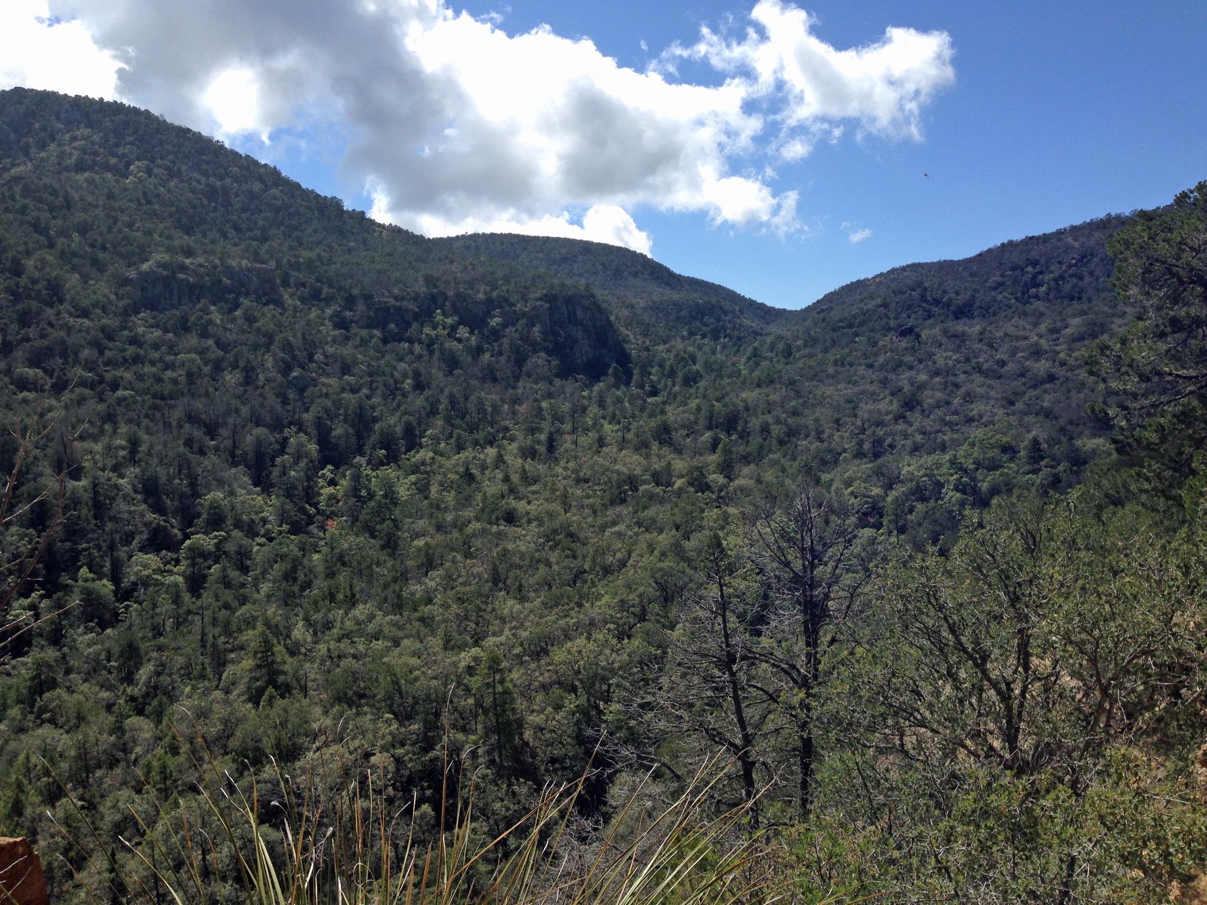 Boot Canyon with Arizona cypress, Chisos Mountains, Big Bend National Park