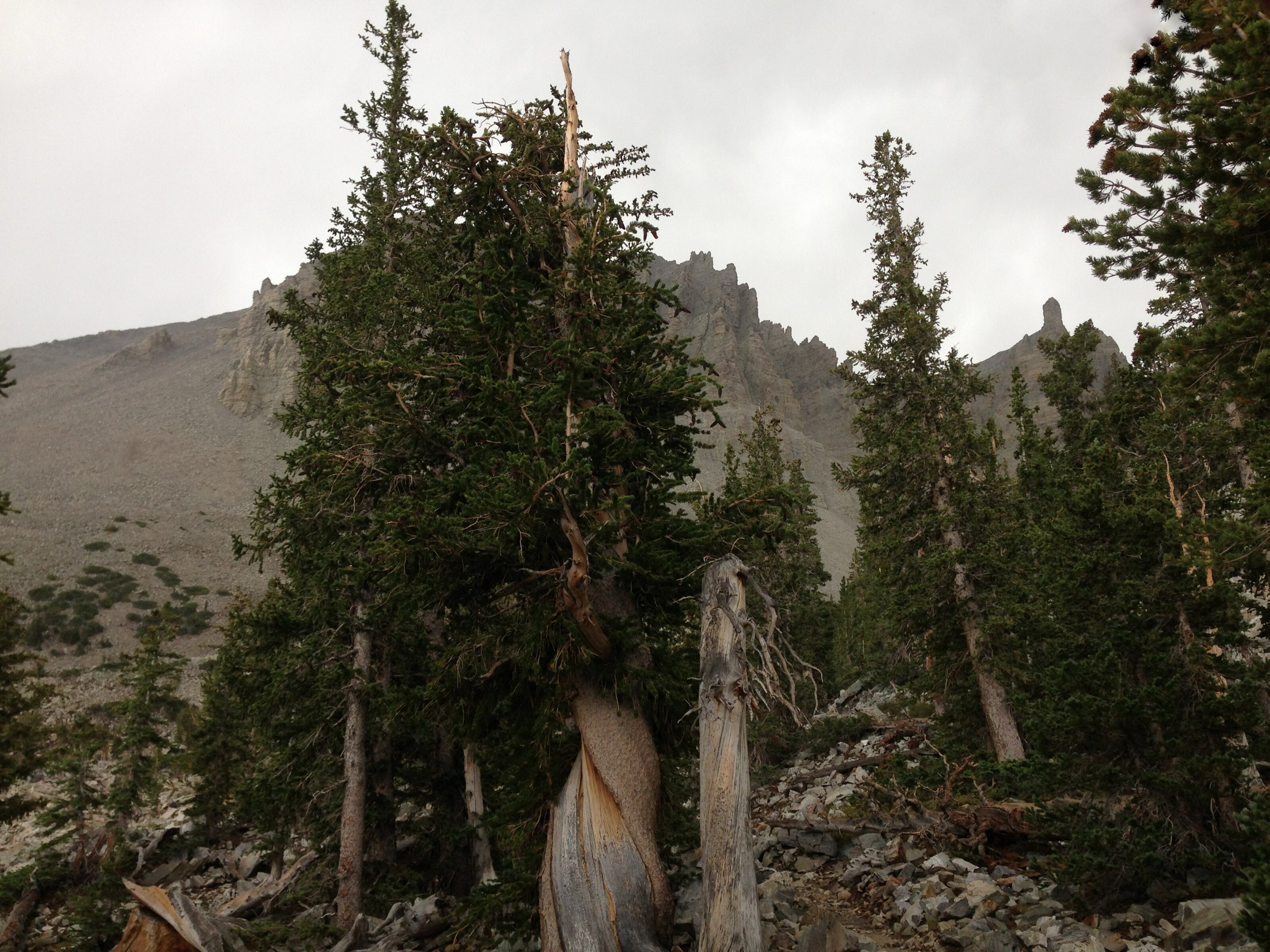 Ancient bristlecone pine along the Bristlecone Trail in Great Basin National Park, Nevada