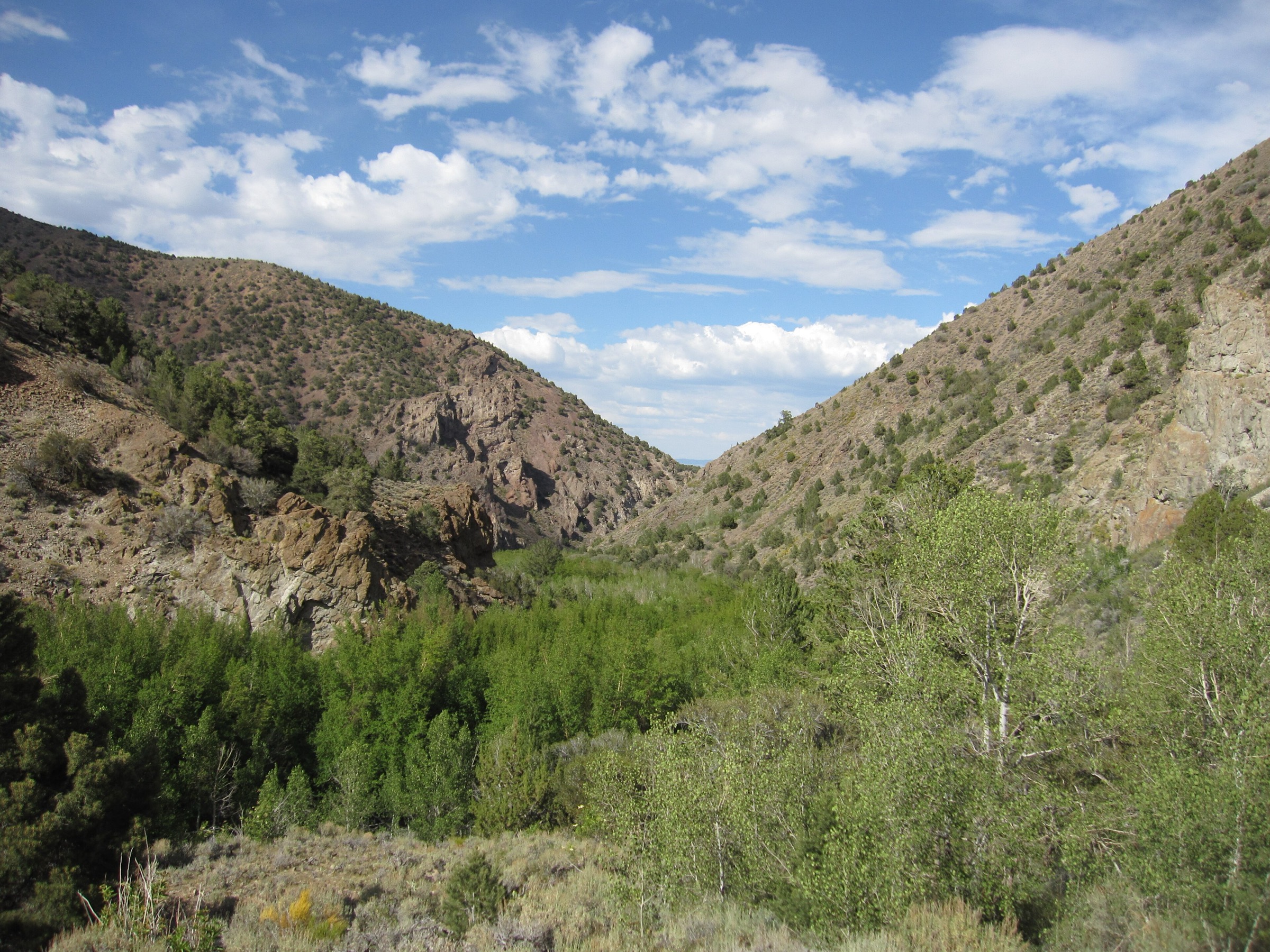 Pine Creek in the Alta Toquima Wilderness, Humboldt-Toiyabe National Forest