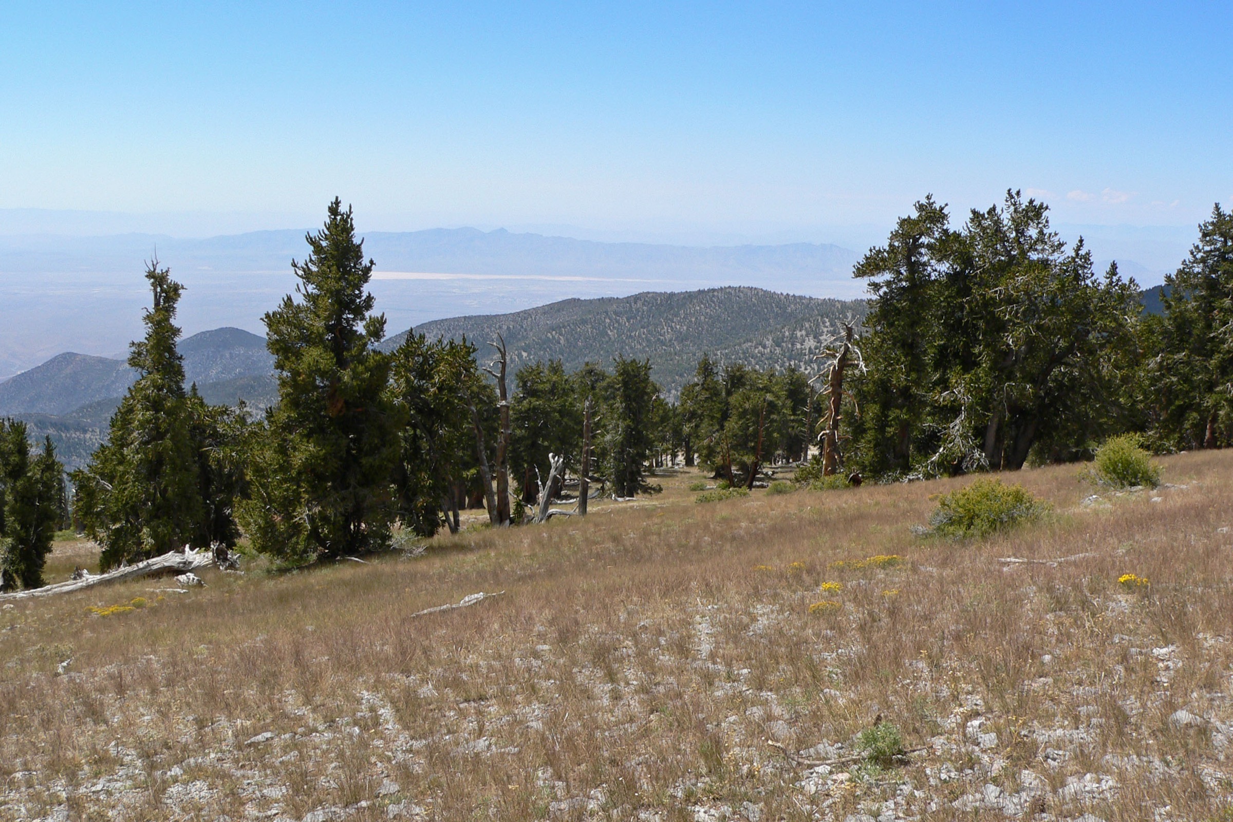 Terrain de crête sur le Mount Charleston South Loop en direction de Charleston Peak