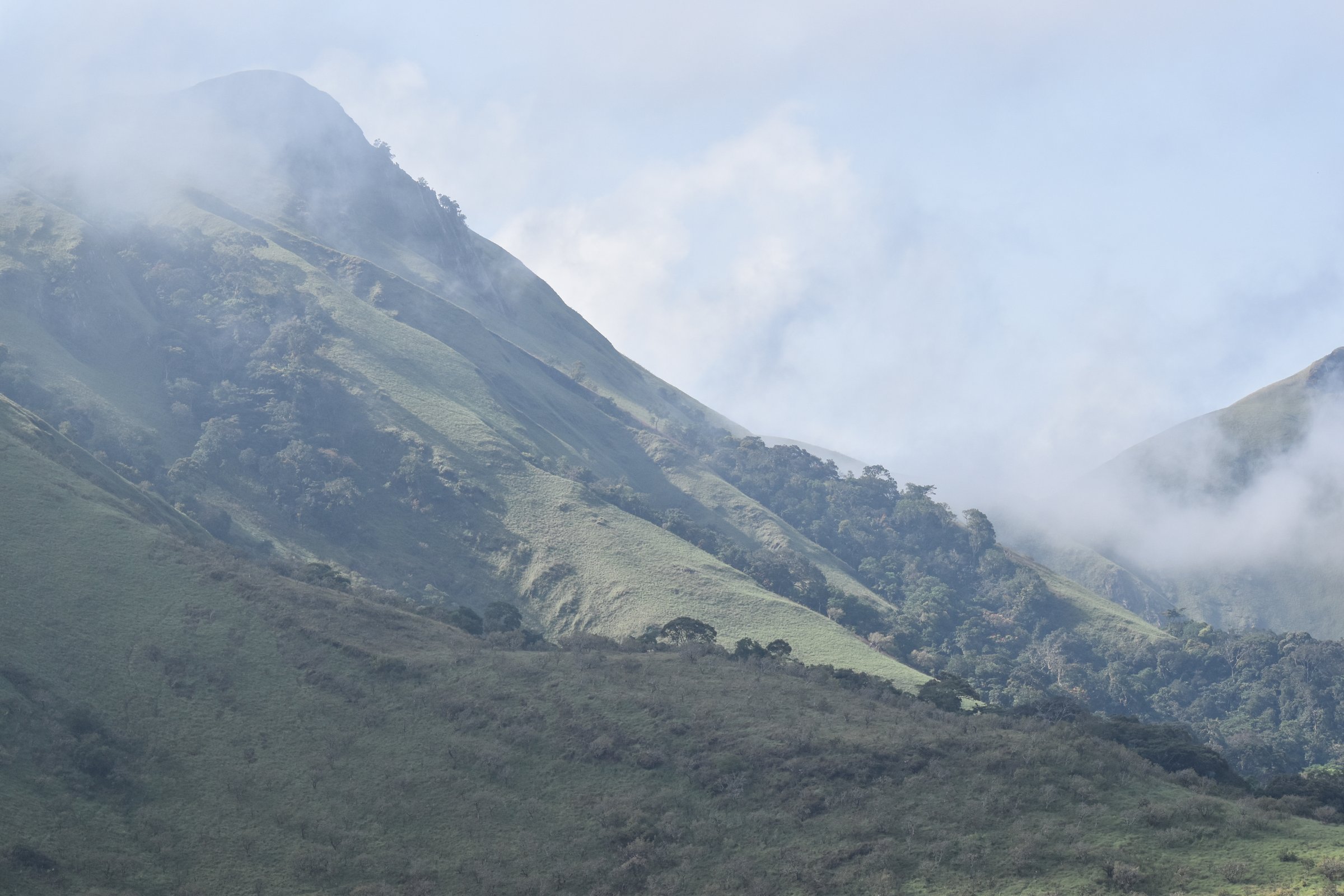 Mount Nimba cloud forests