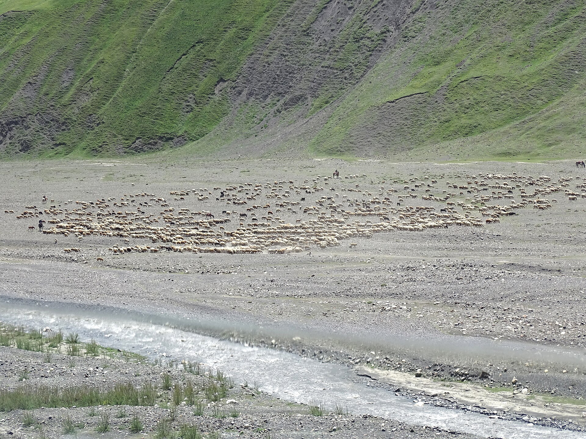 A large flock of sheep and herders crossing an open valley outside Khinalig