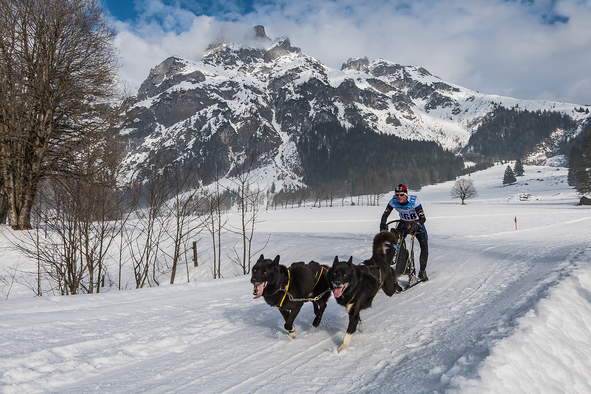 A musher driving a large sled-dog team through snowy Alpine terrain at Werfenweng