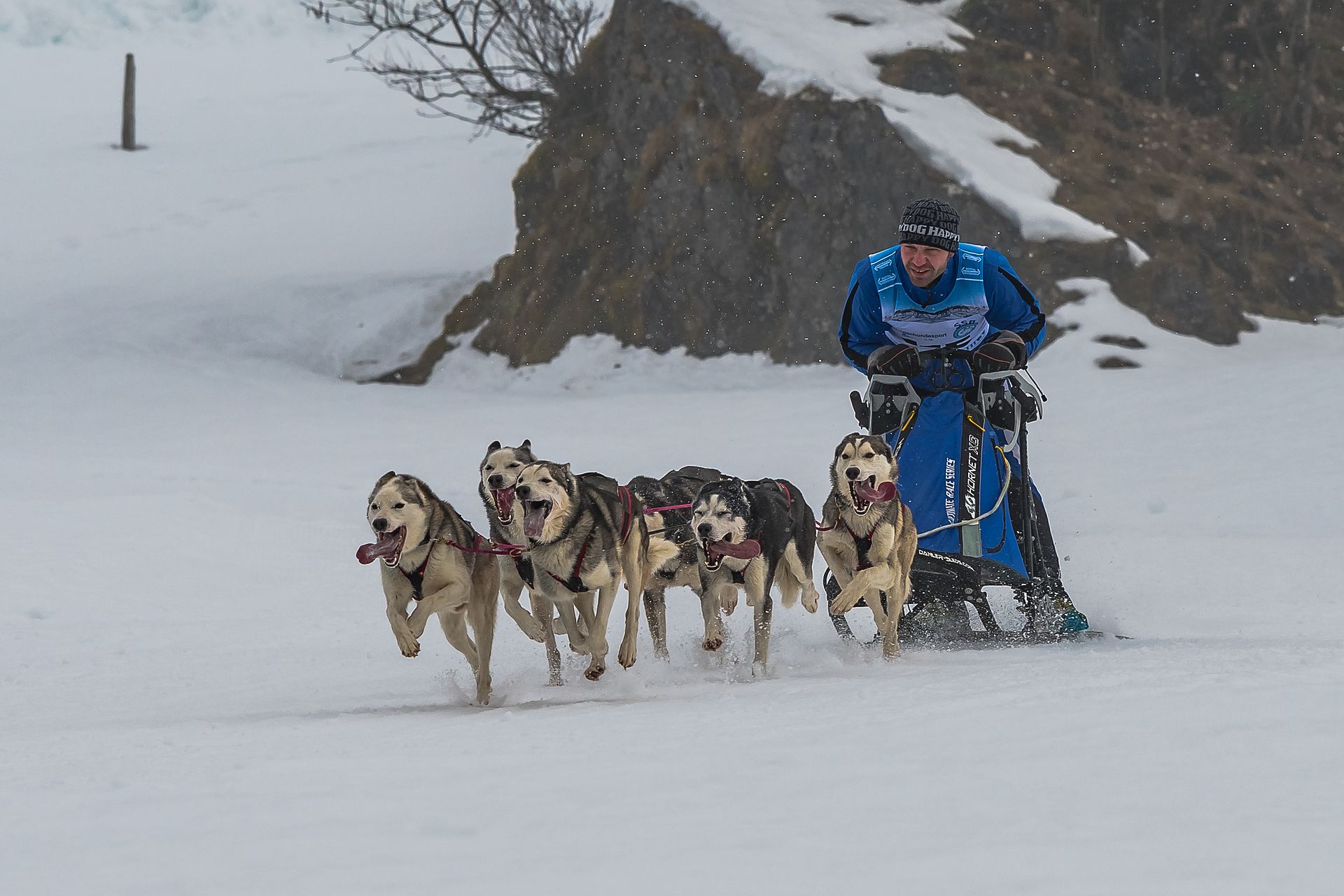 Four sled dogs running toward the camera as their musher steers through falling snow