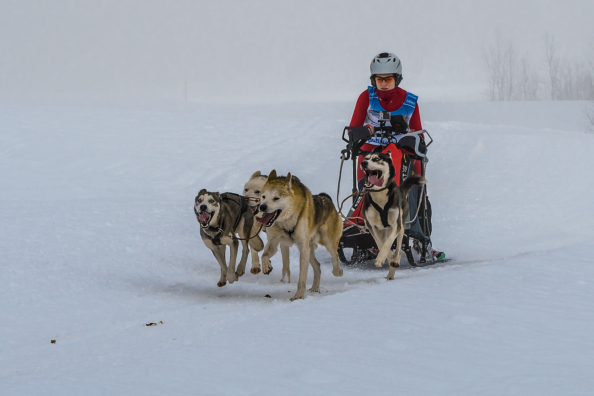 A sled-dog team and musher racing along a snow-covered forest course in Austria