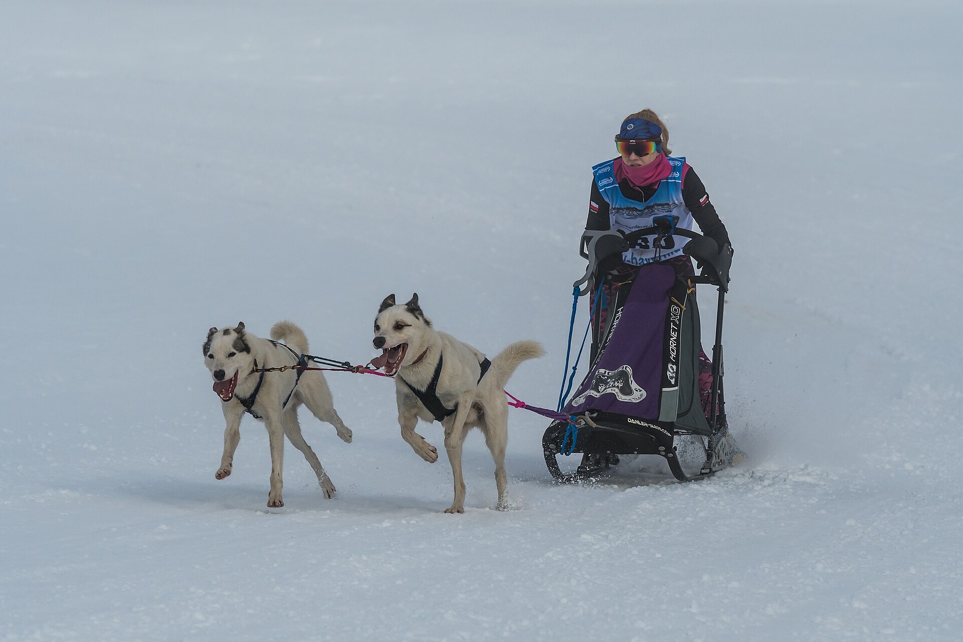 A team of sled dogs running through deep snow with an Austrian mountain backdrop