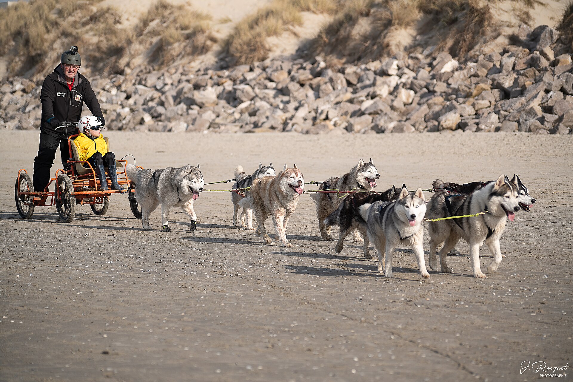 A husky team pulling a wheeled training rig across firm ground in Camiers, France