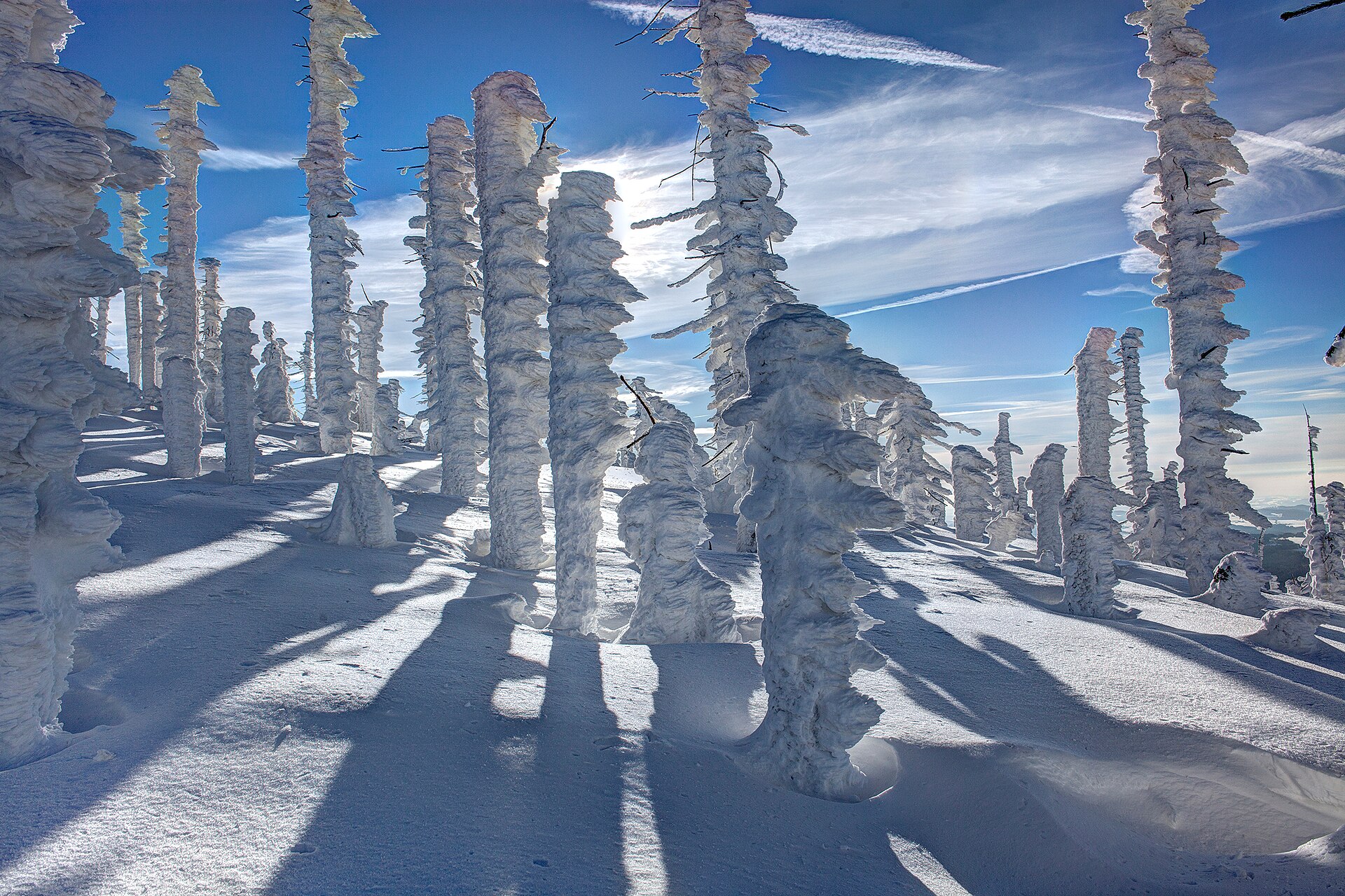 Dense trees completely coated in white rime in Bavarian Forest National Park