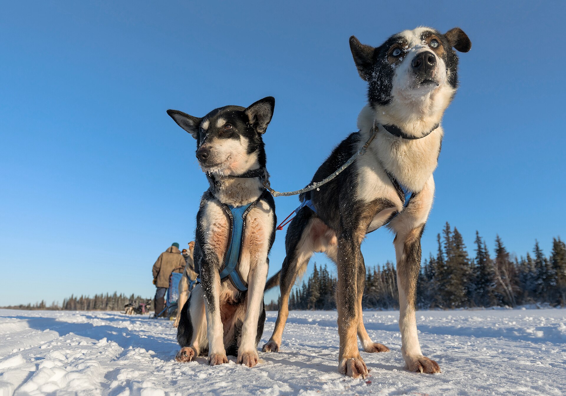 Two alert sled dogs looking toward the camera from a snowy trail