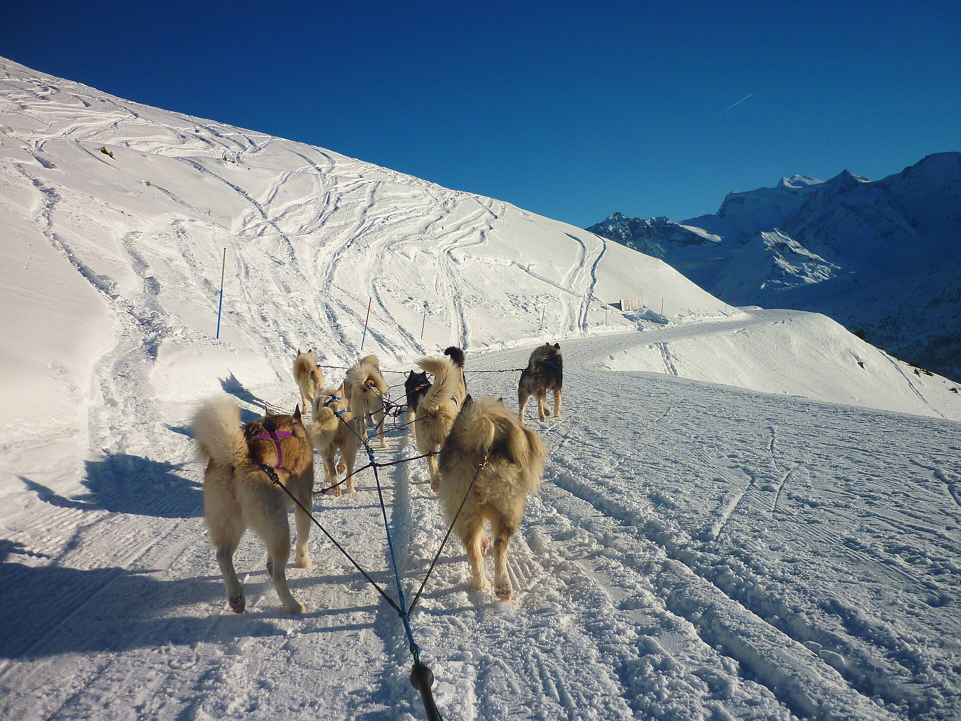 A husky team standing in harness on a snowy trail at Verbier