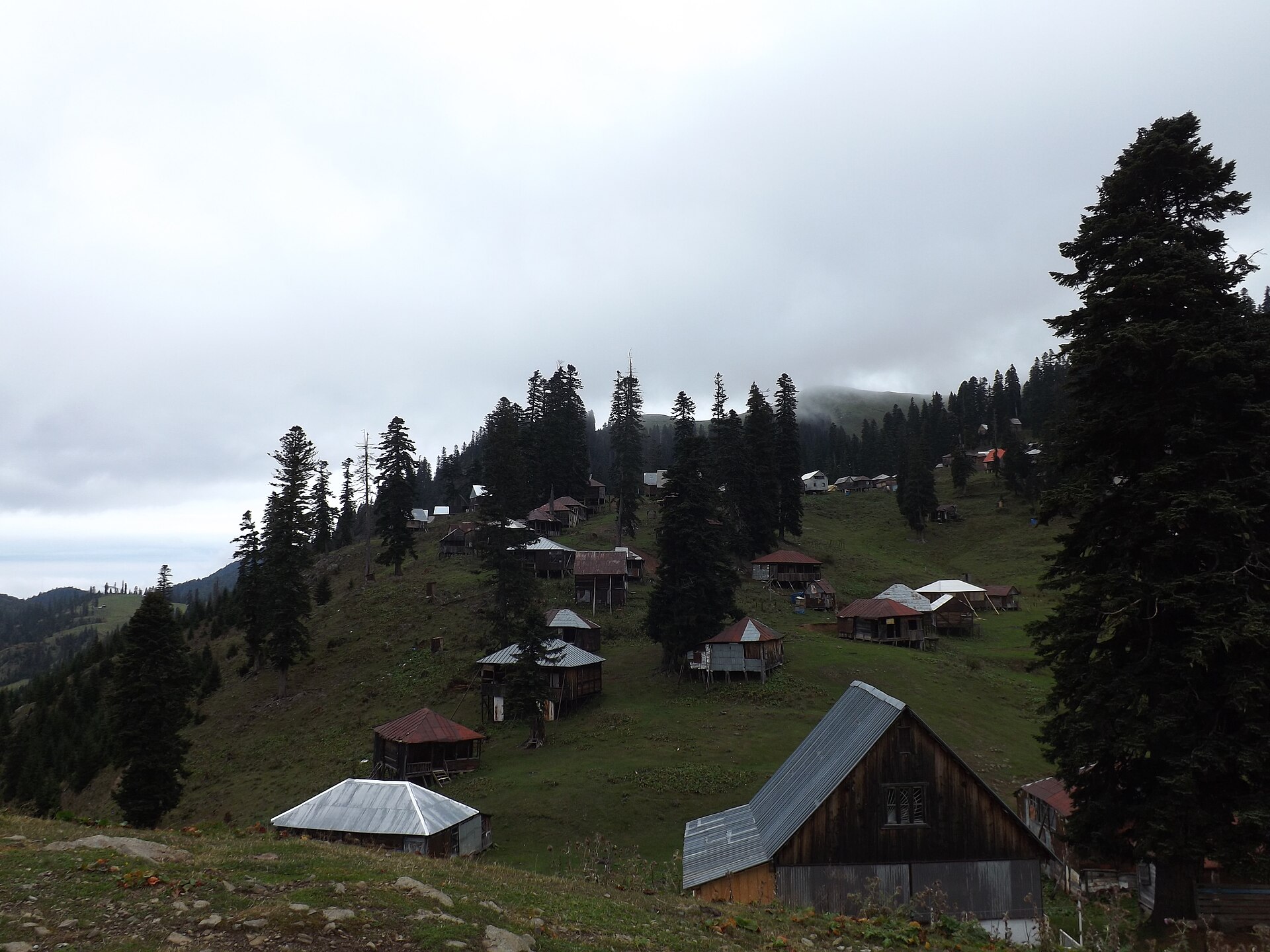 Wooden houses and tall conifers along Vakijvari Street in Bakhmaro