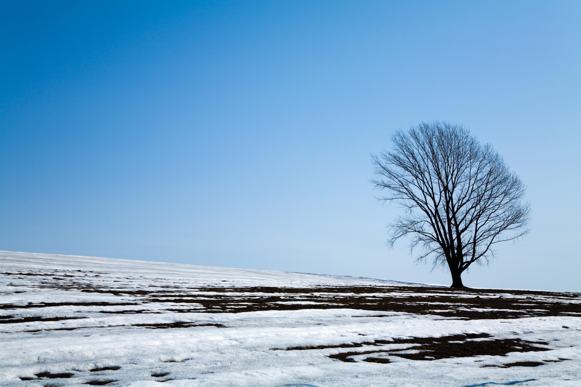 A solitary leafless tree on a snow-covered hill in Biei