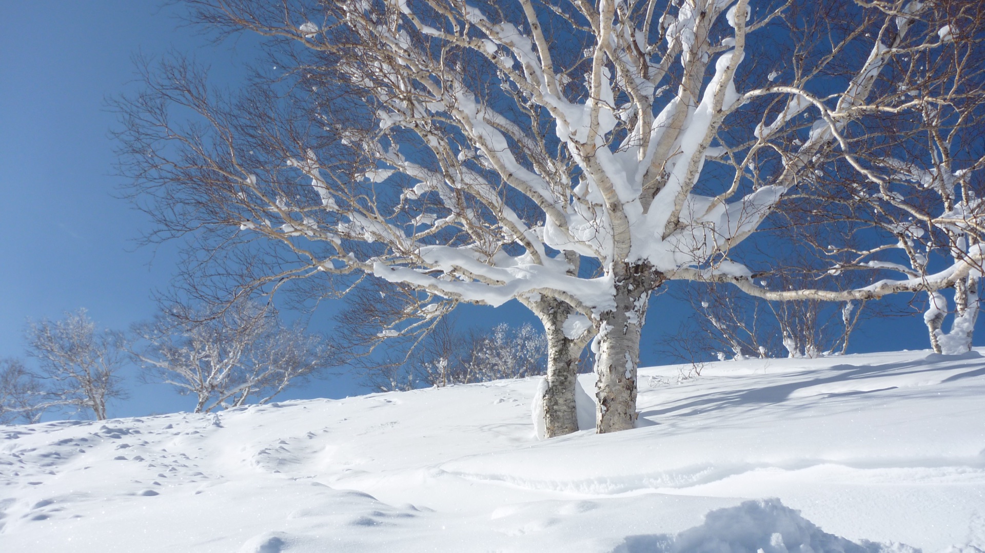 A solitary deciduous tree standing in deep bright Niseko snow