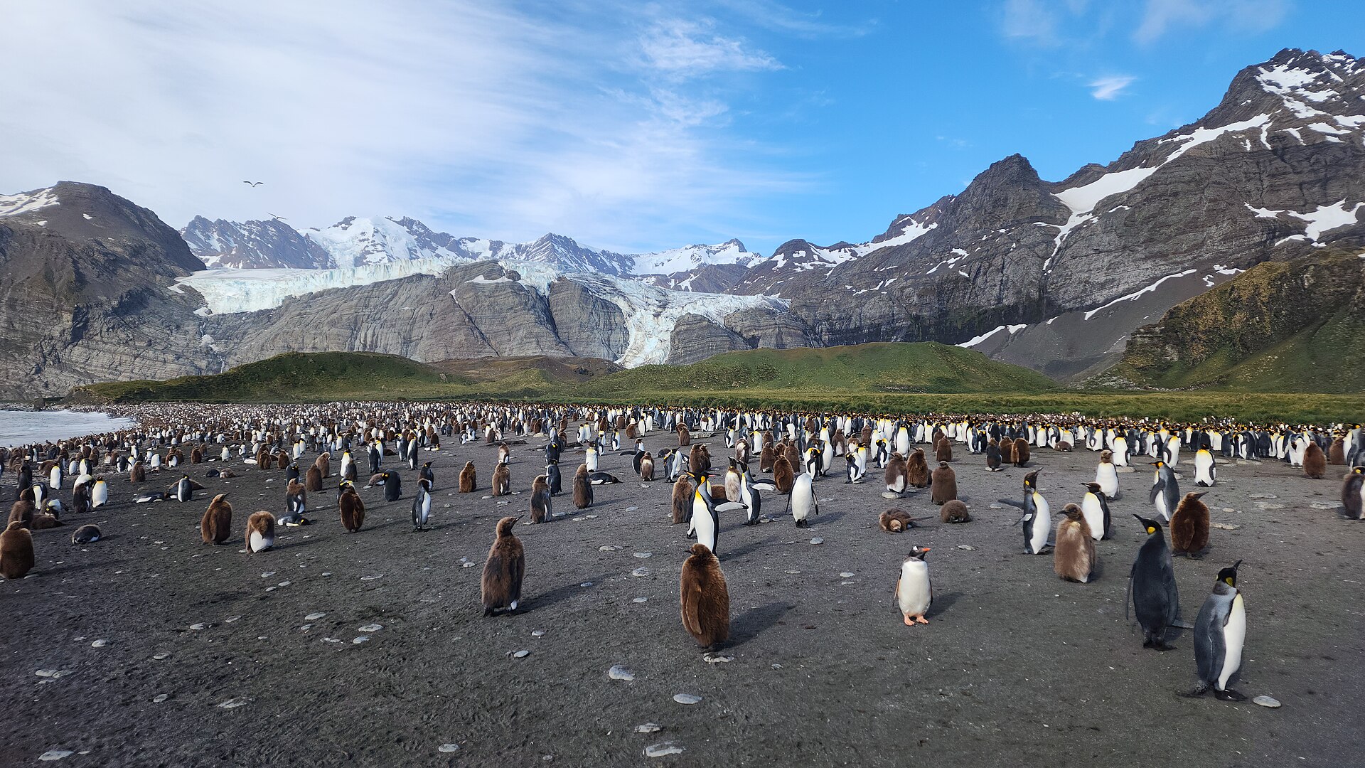 King penguins on dark ground below Bertrab Glacier at Gold Harbour