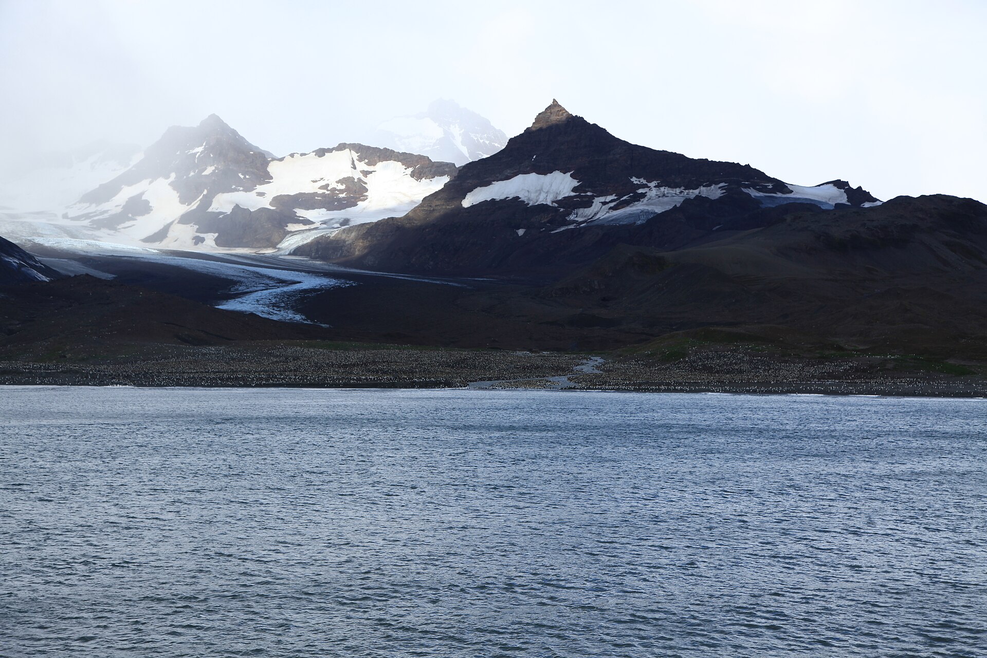 St Andrews Bay with king penguins, green slopes and glaciers beneath bright cloud