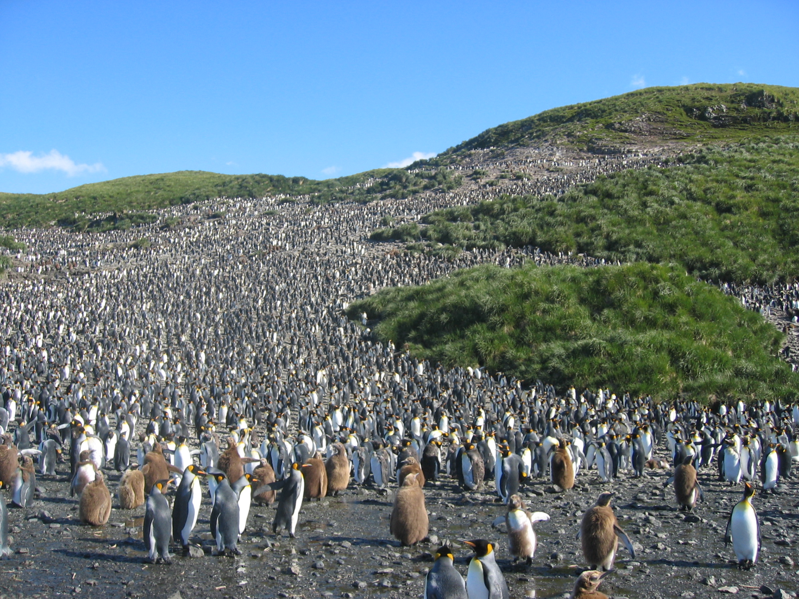 A vast king penguin colony covering a coastal valley in South Georgia