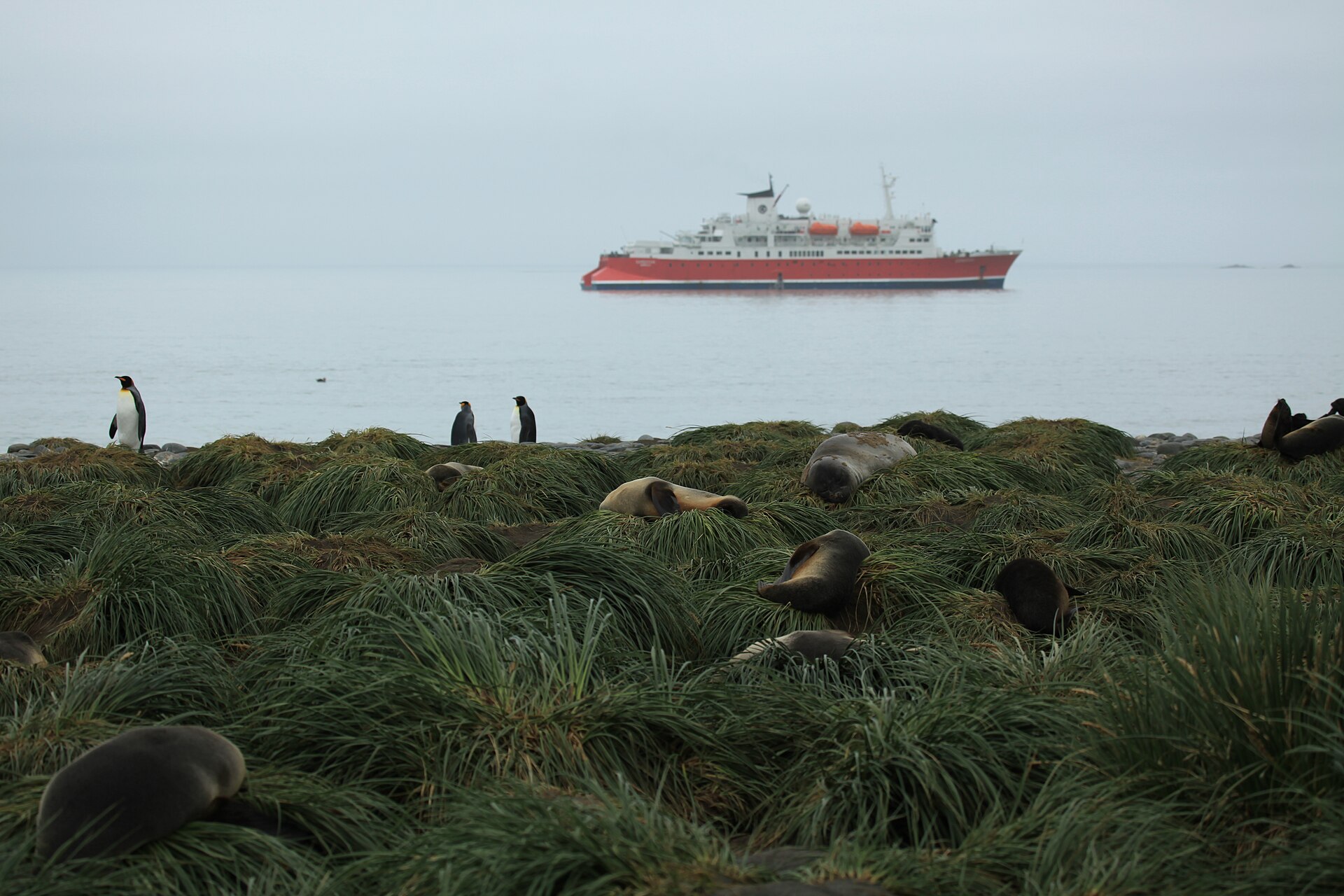 An expedition ship anchored beyond penguins and seals at Salisbury Plain