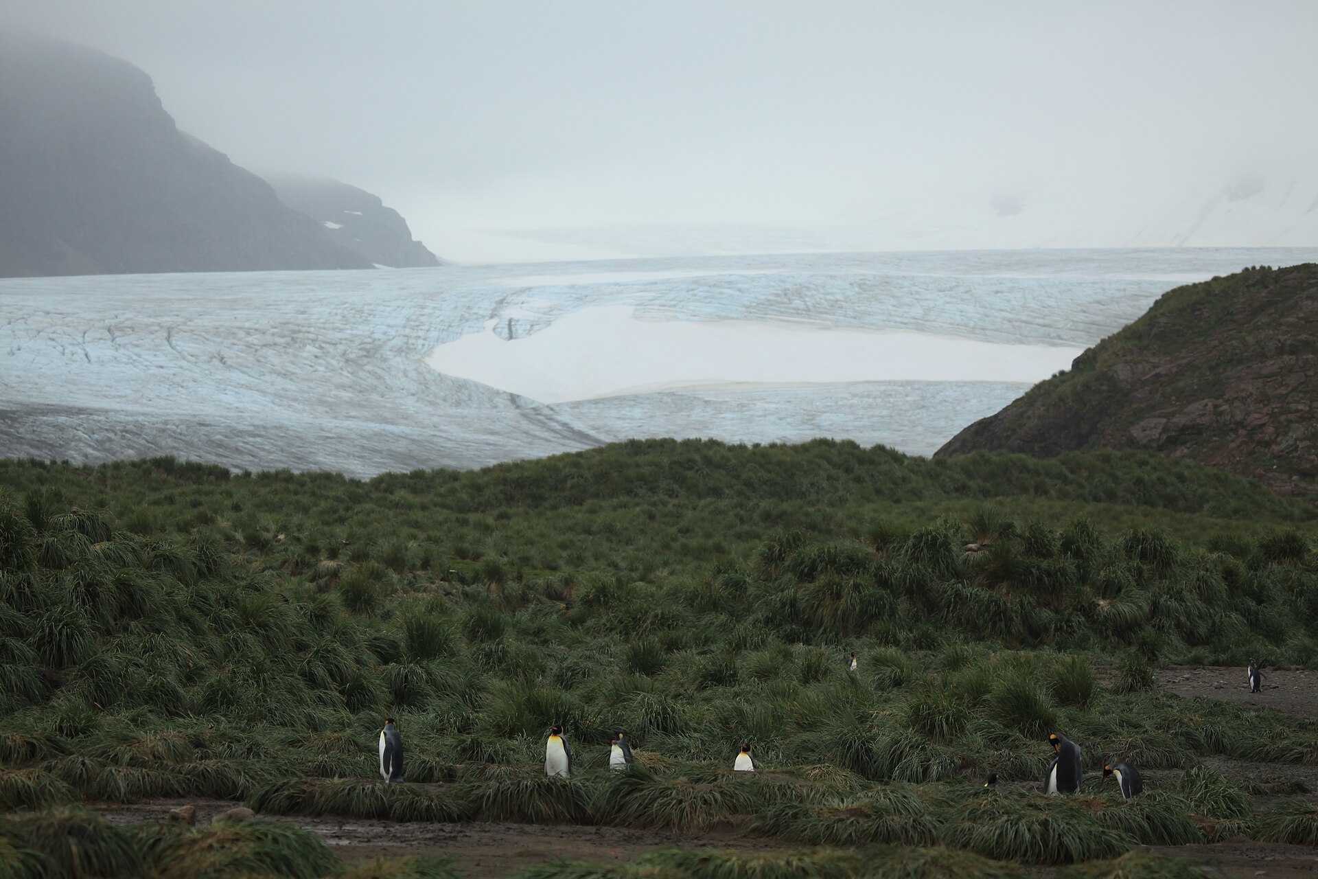 King penguins in tussock grass with a glacier descending behind them