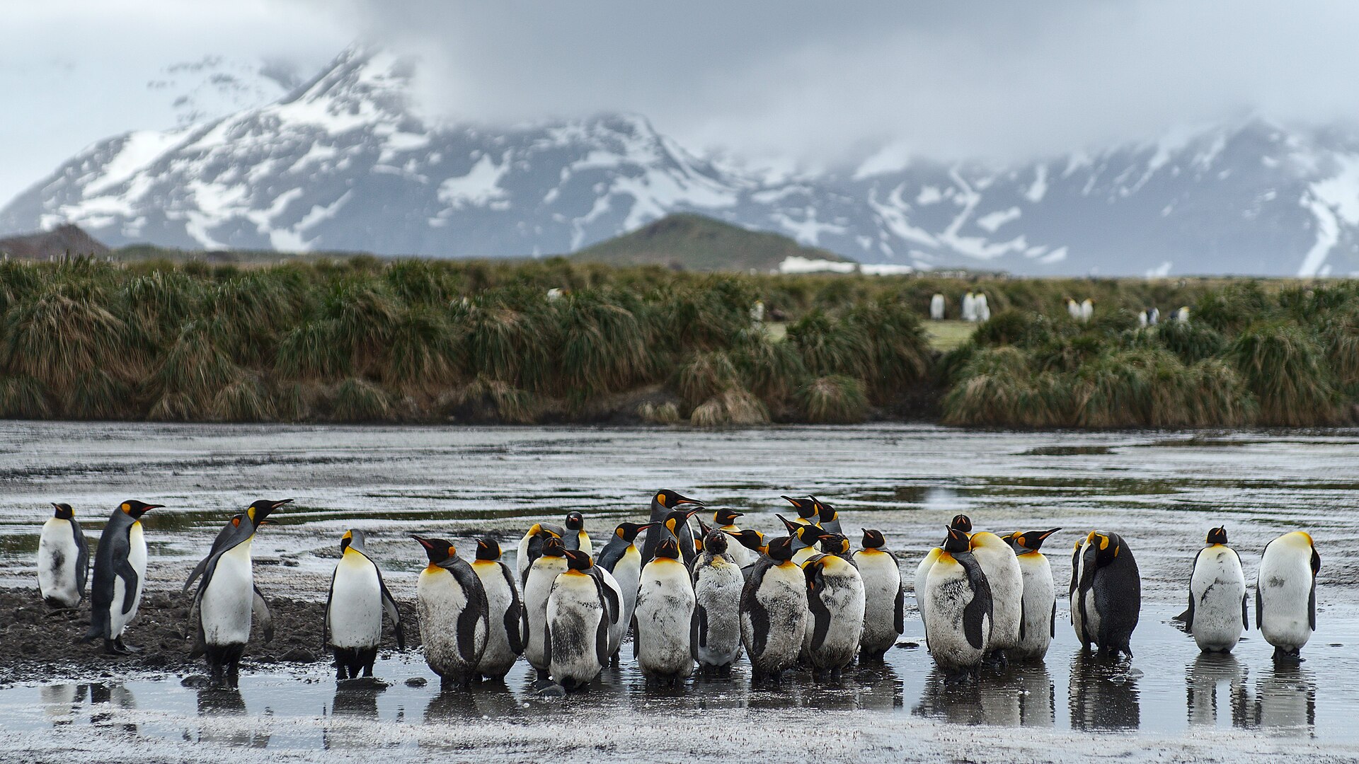 A line of king penguins walking through shallow water below snow-covered mountains