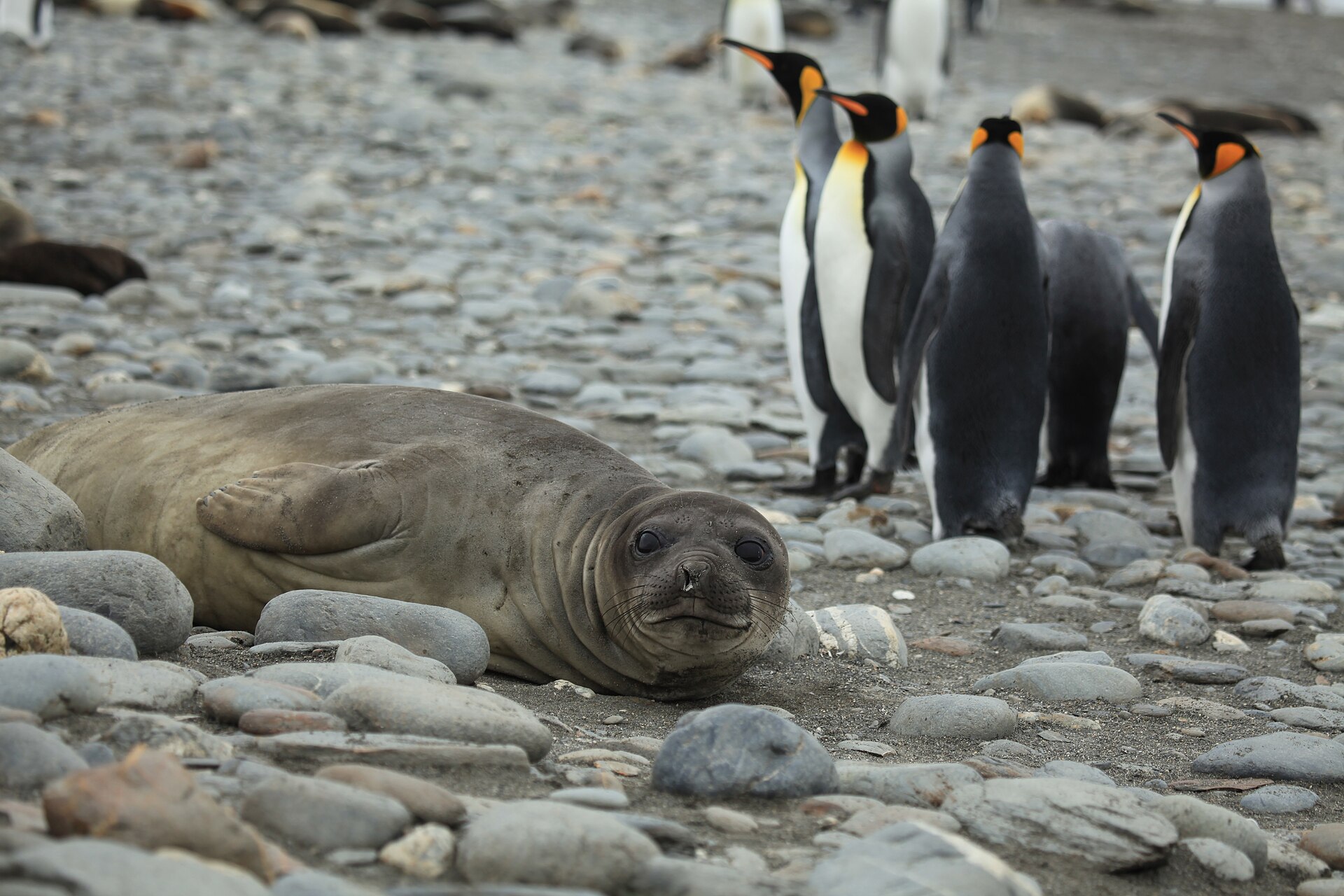 A southern elephant seal resting among king penguins on a stony beach