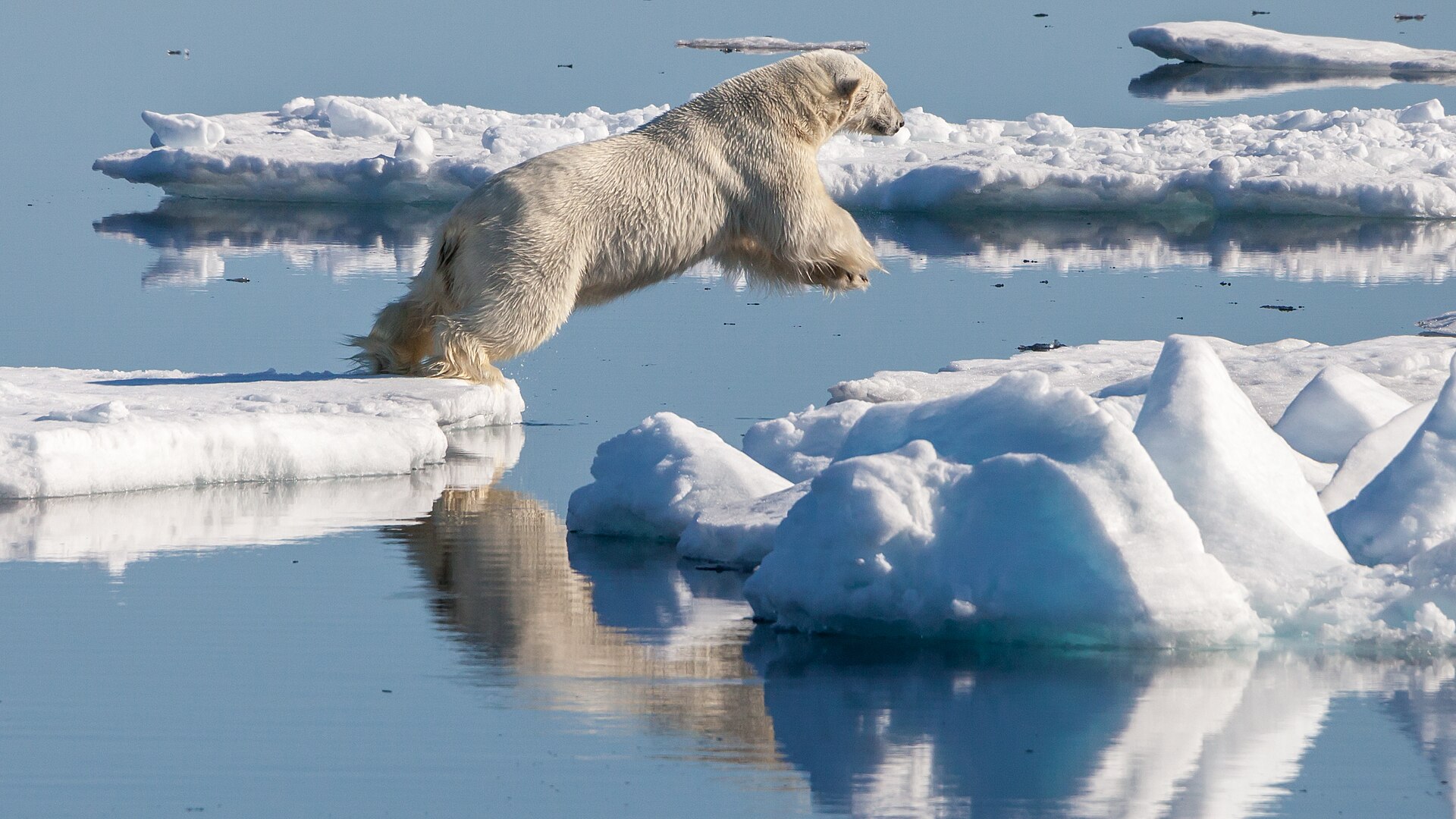 A polar bear stepping between pieces of drift ice north of Svalbard