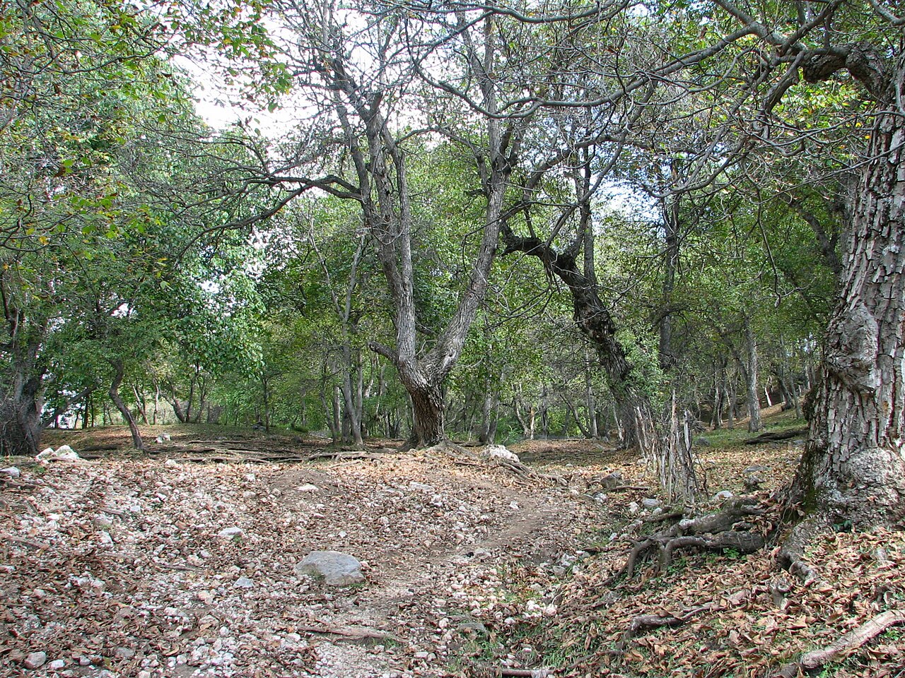 Openly spaced mature walnut trees in Arslanbob forest