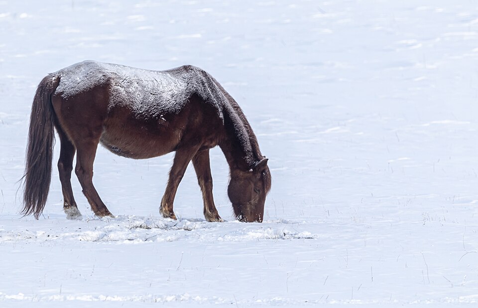 A brown horse grazing in deep snow in Kazakhstan