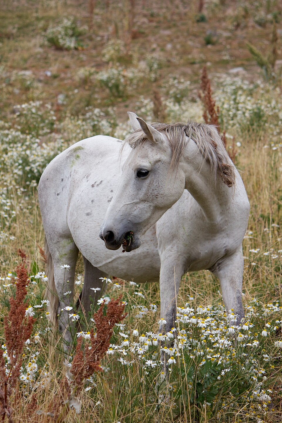 A white horse grazing among flowers in the Almaty mountains