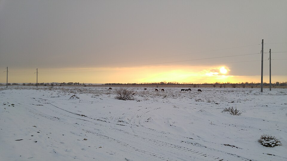 Horses grazing across a snow-covered Kazakh landscape at sunset