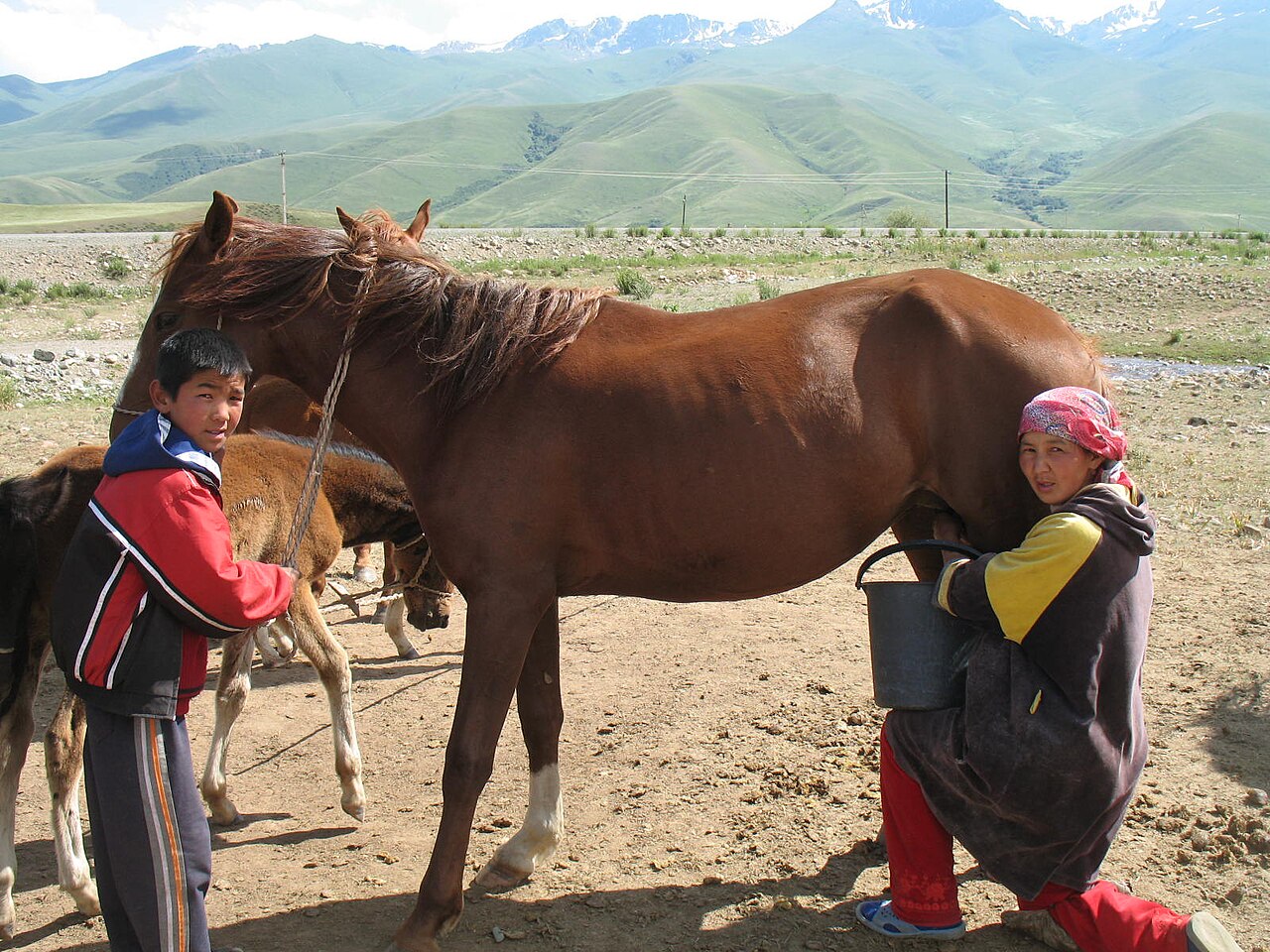 Two women milking a mare in the Suusamyr Valley
