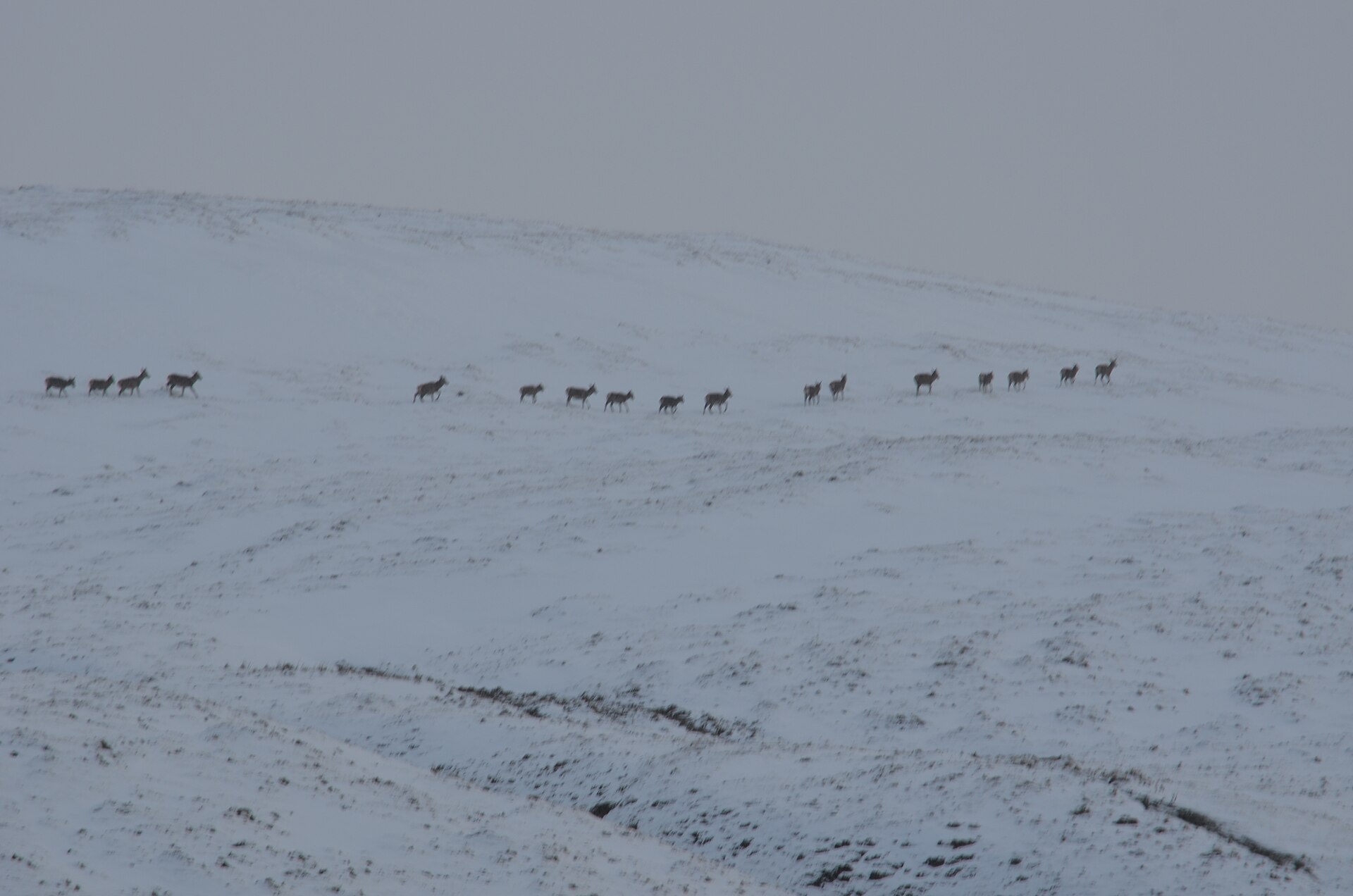 A herd of reindeer crossing a snowy Cairngorm slope in poor visibility