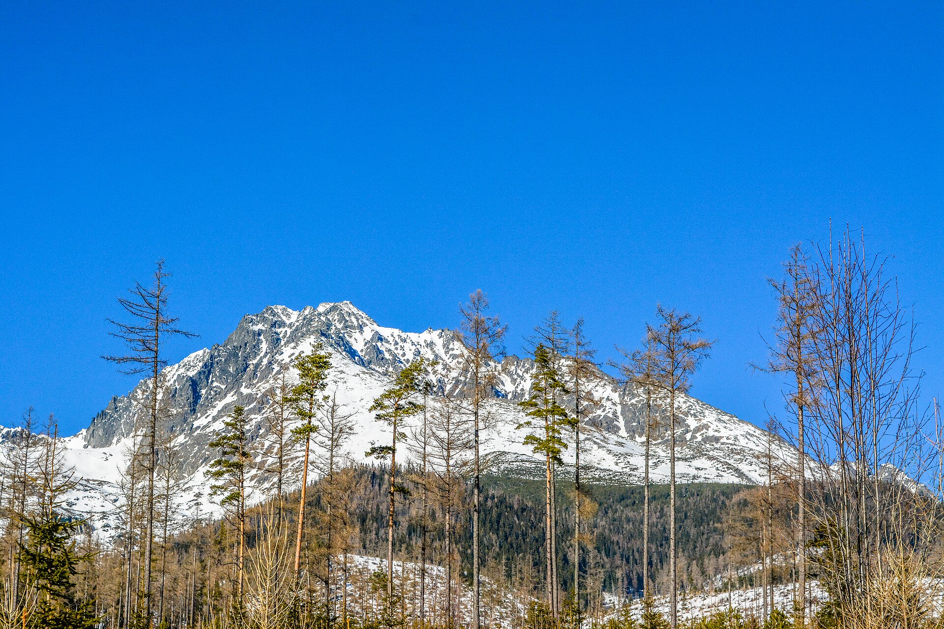Snow-covered Gerlach Peak above forest in the High Tatras