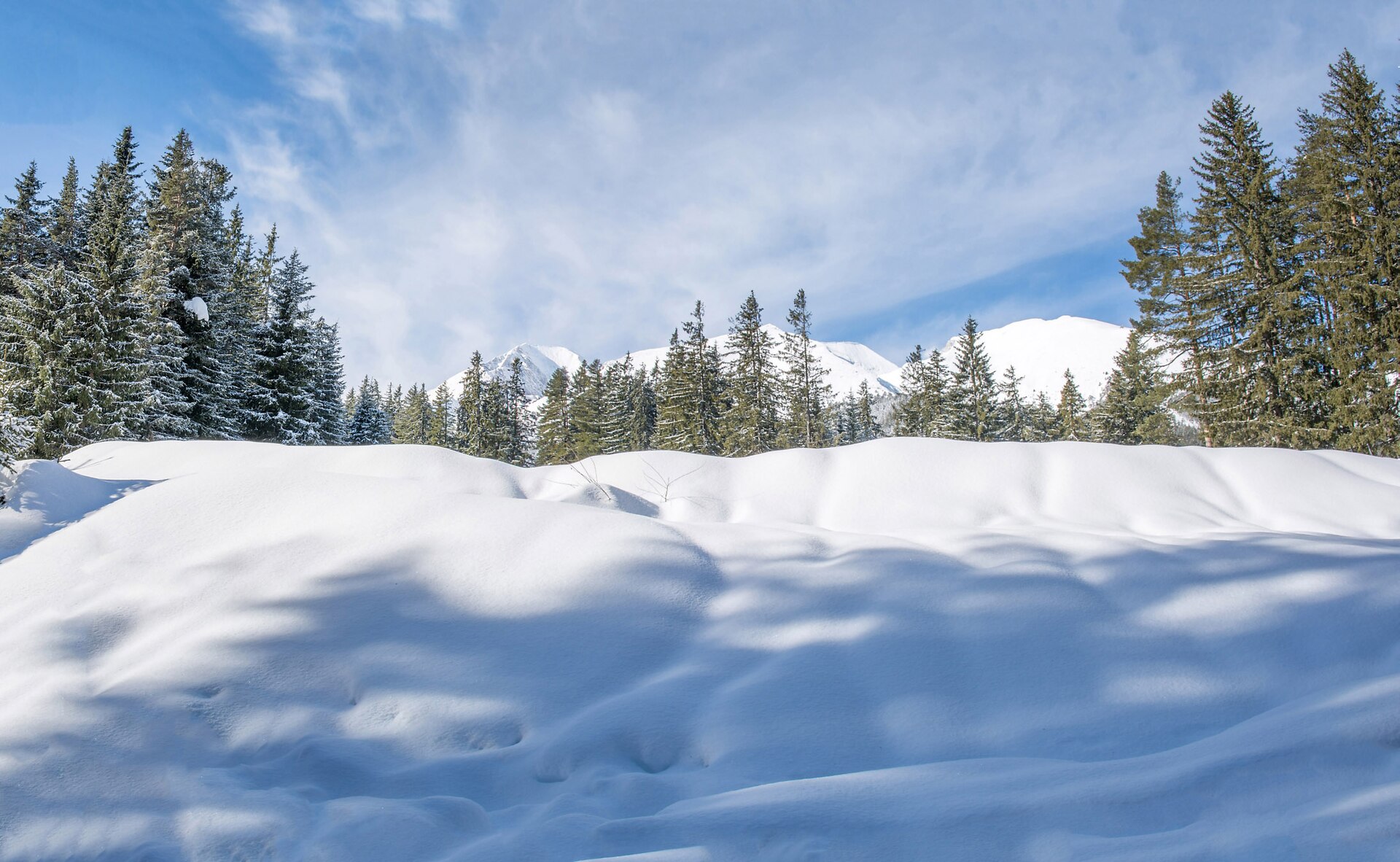 Snow-covered forest and buildings near Bansko