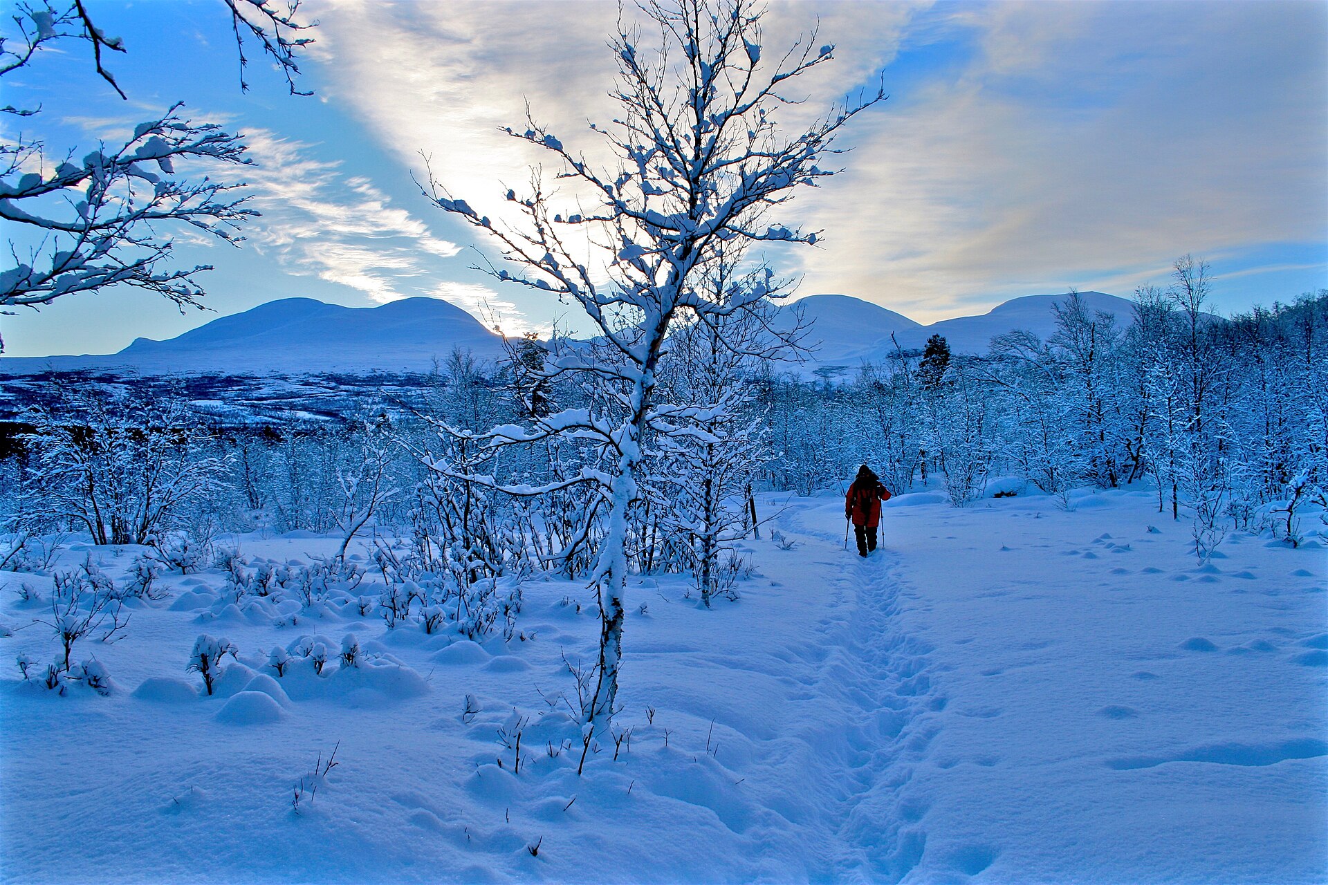 A skier travelling through snowy birch woodland towards the Abisko mountains