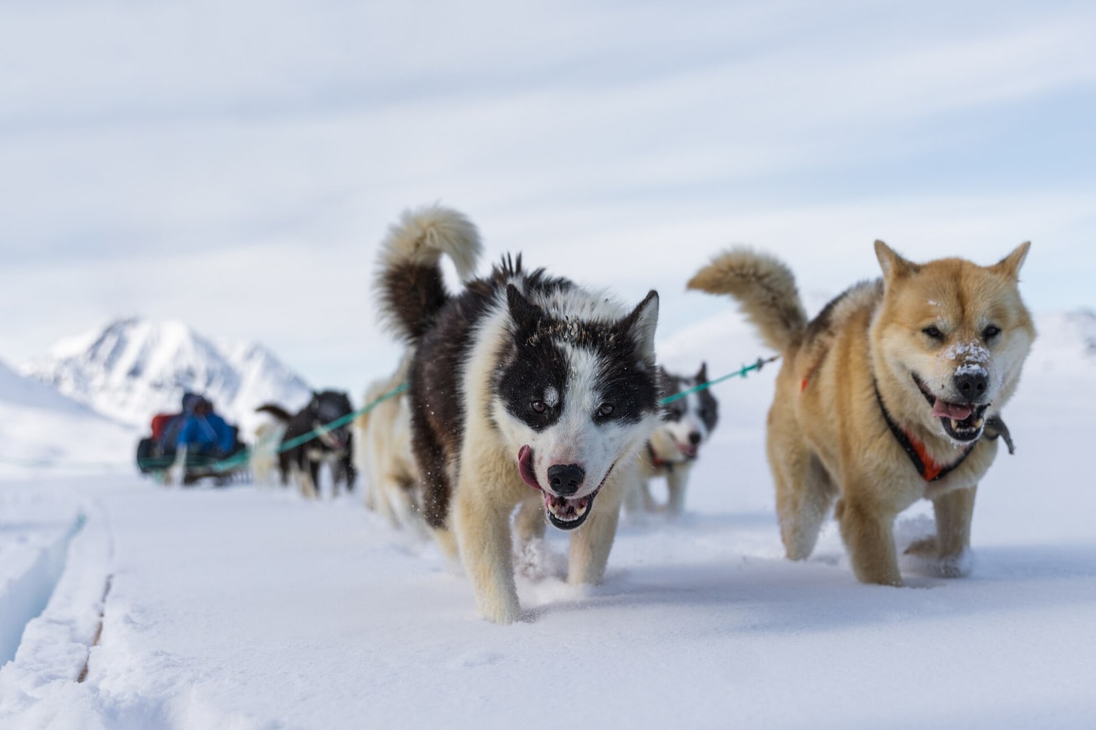 A team of Greenland sled dogs running across snow