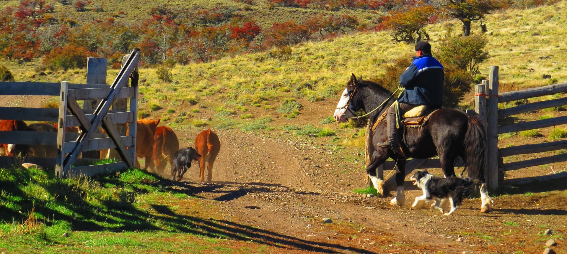 A mounted gaucho moving cattle through the Aysén countryside