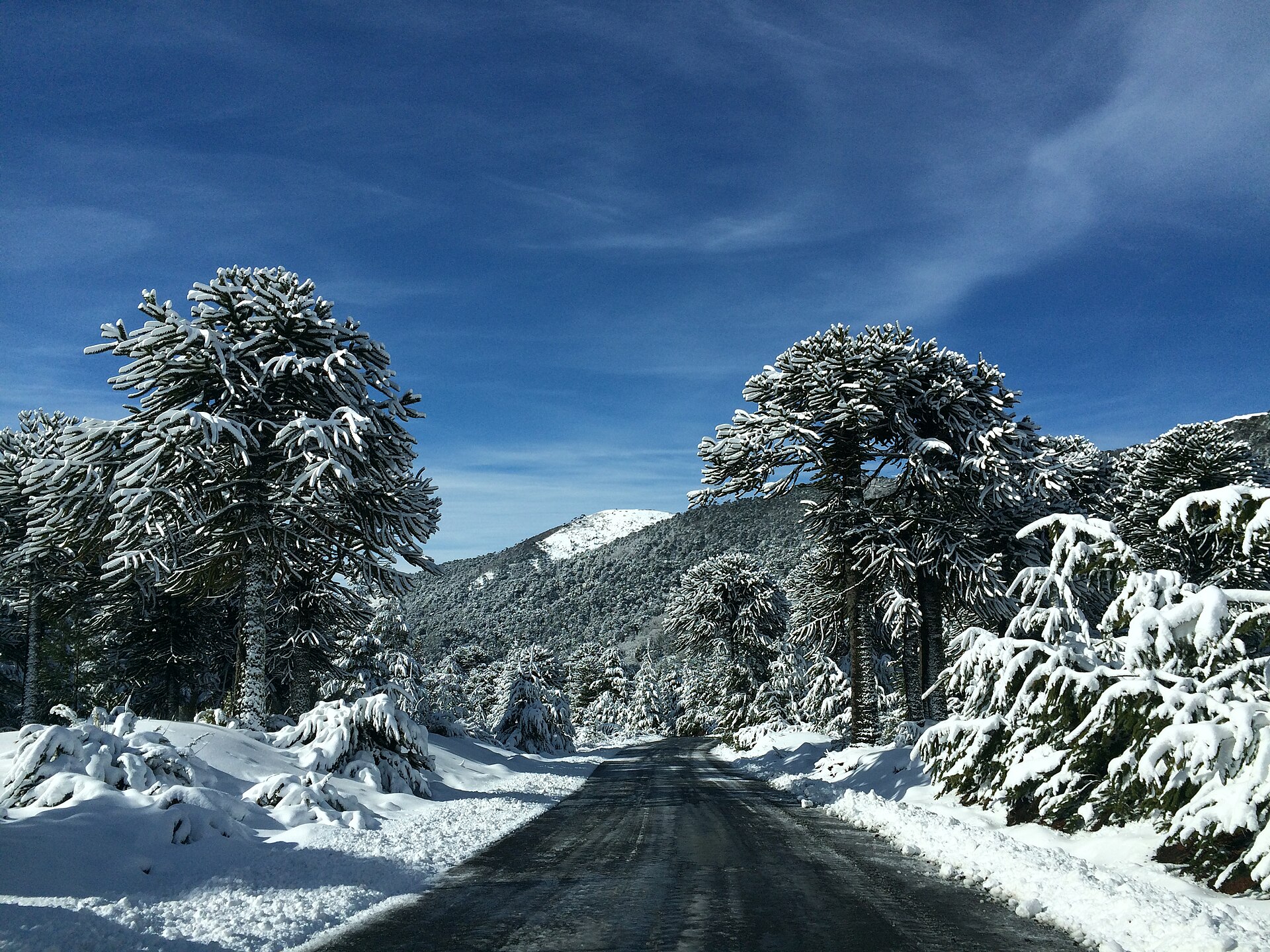 A snow-covered road winding between Araucaria trees towards Corralco