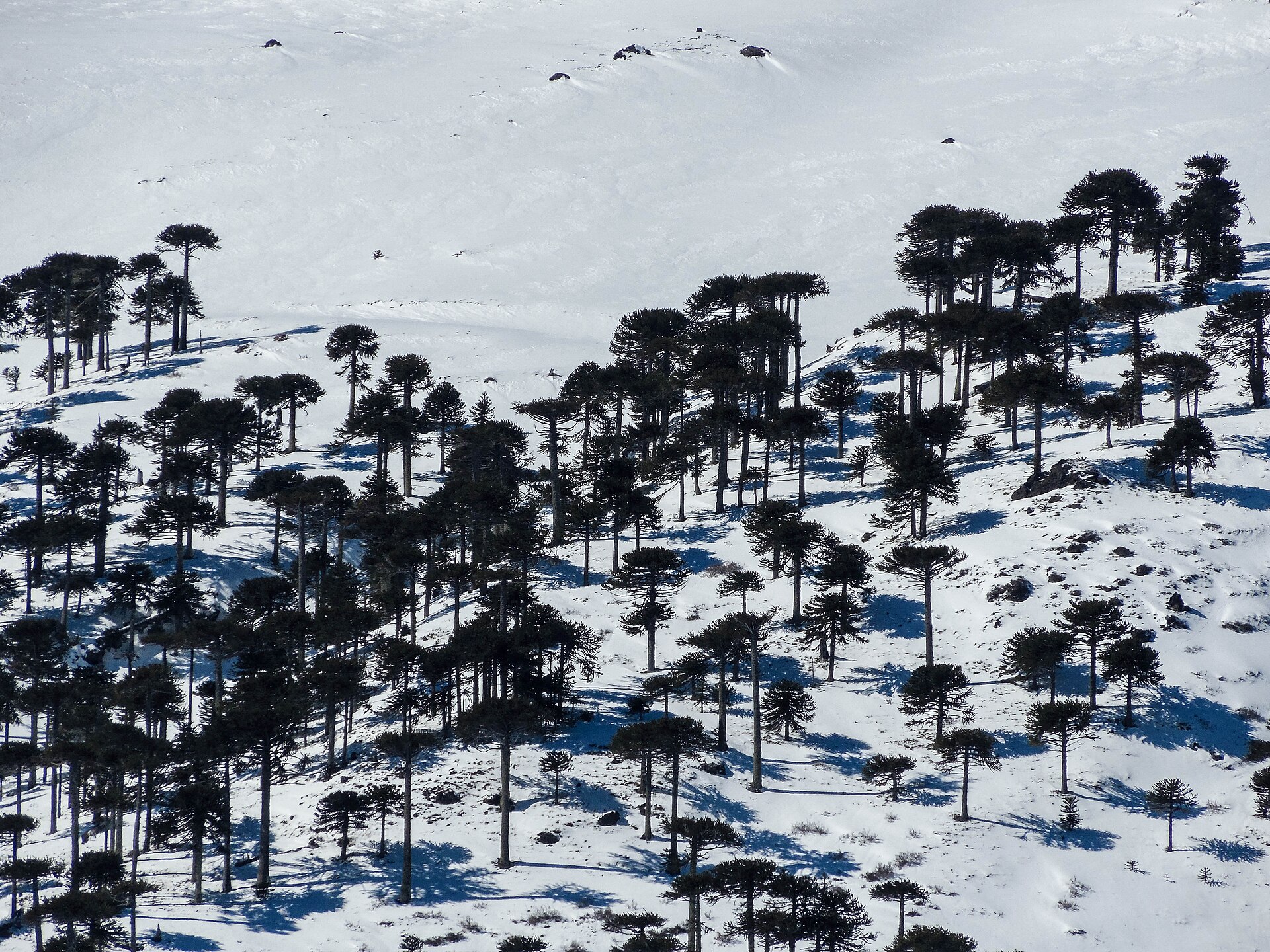 Araucaria trees scattered across snowy slopes in Malalcahuello-Nalcas Reserve
