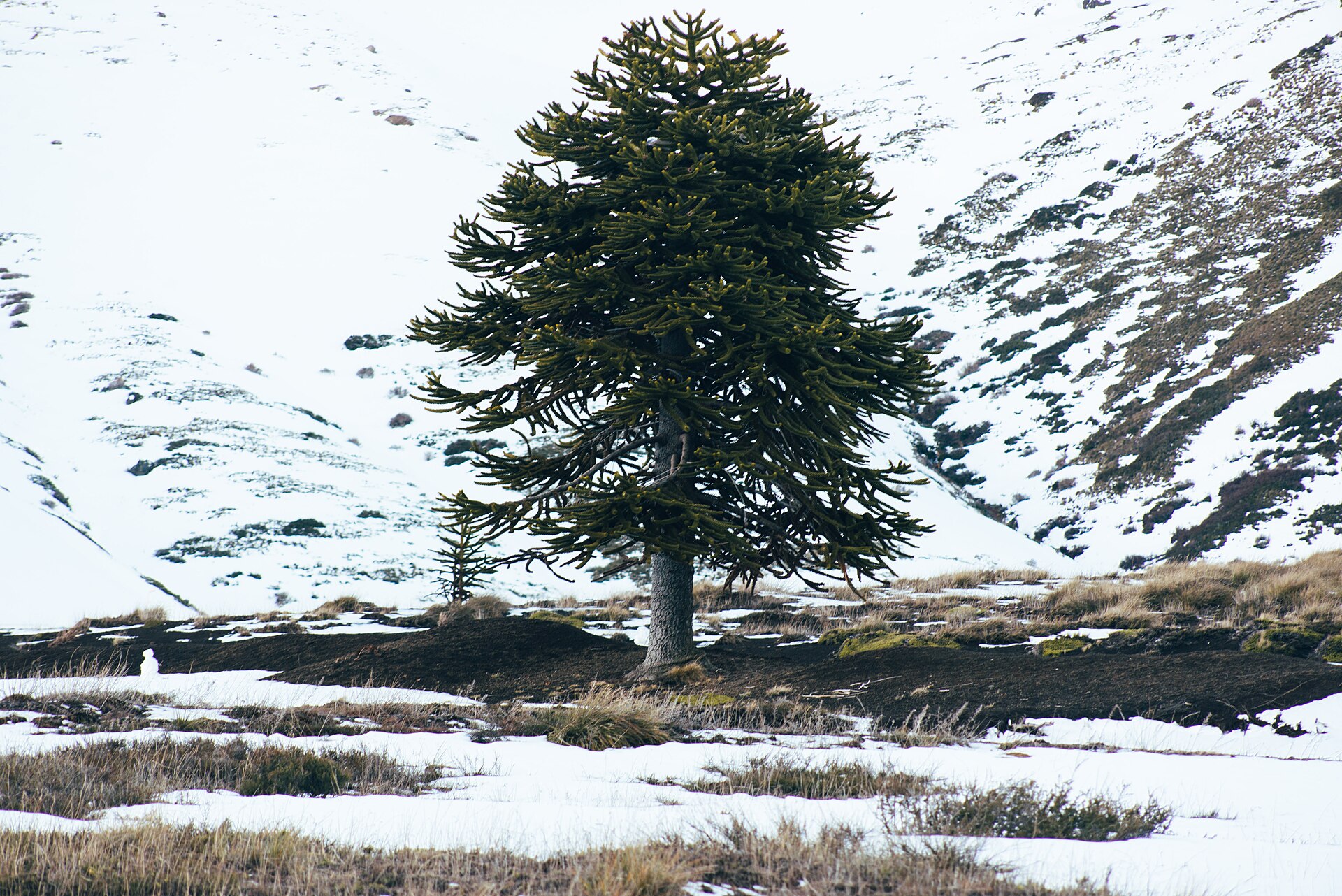 A solitary Araucaria tree standing beside a snow-covered mountain valley