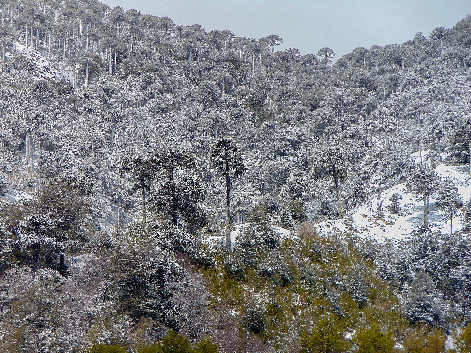 Native forest covered by fresh spring snow near Llaima in Conguillío